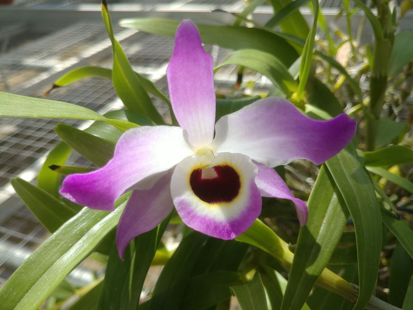 Dendrobium nobile 'Sir Francis Moore' - lei orchid