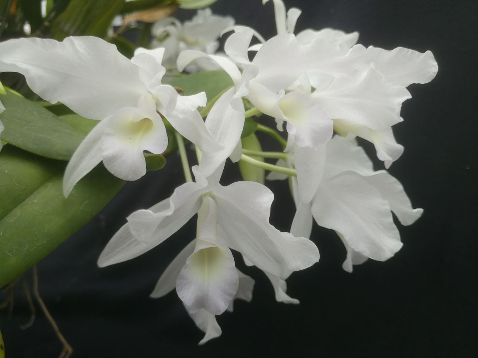 Guarianthe skinneri var. alba - corsage orchid