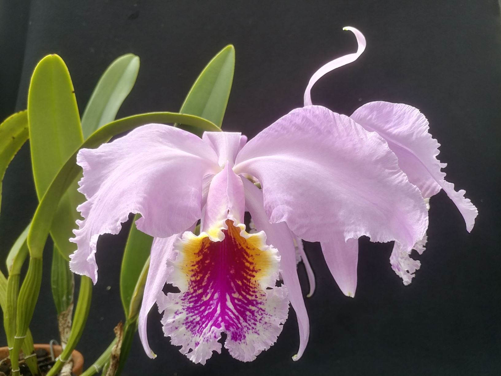 Cattleya mossiae - corsage orchid