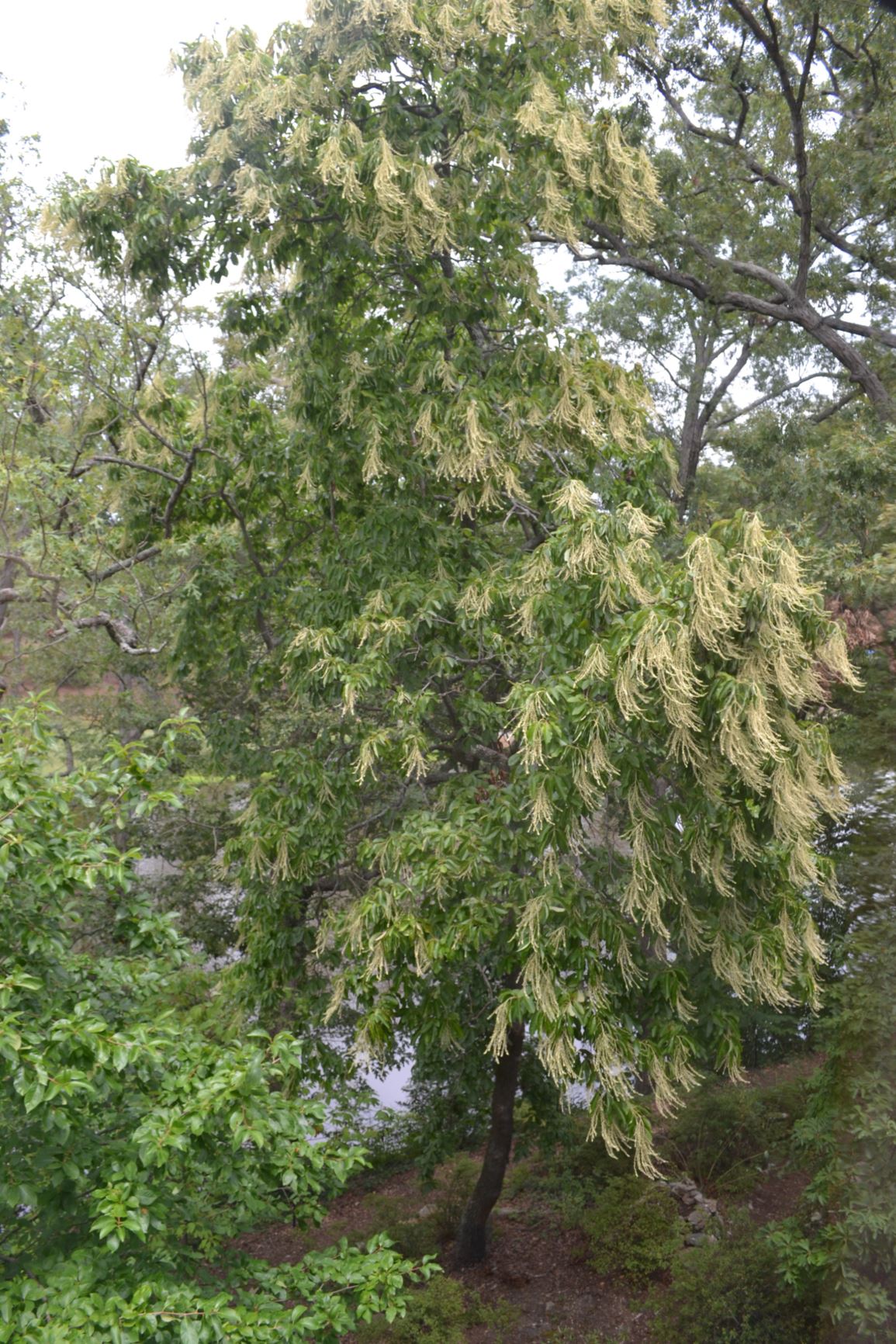 Oxydendrum arboreum - sourwood