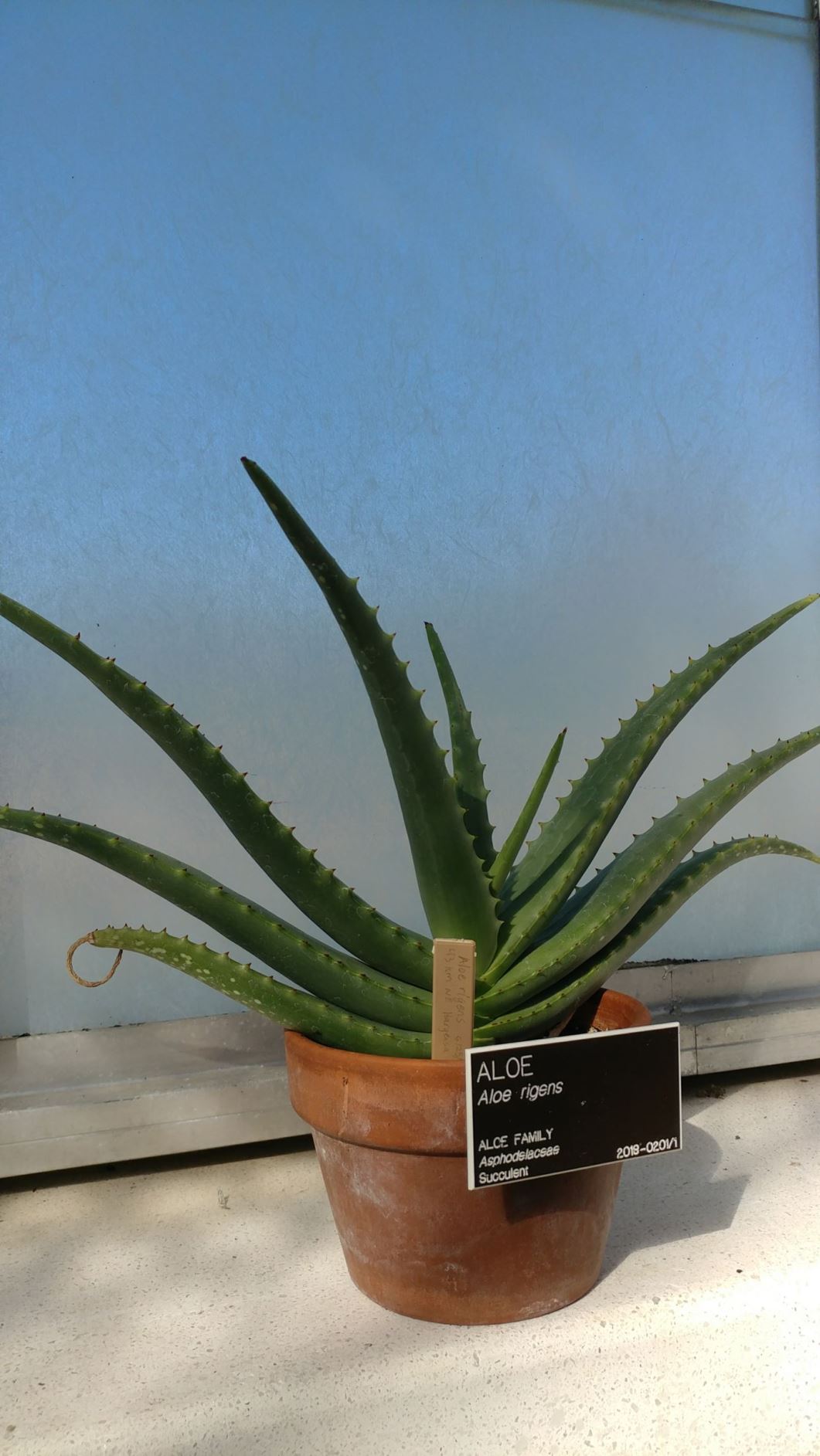 Aloe rigens - aloe