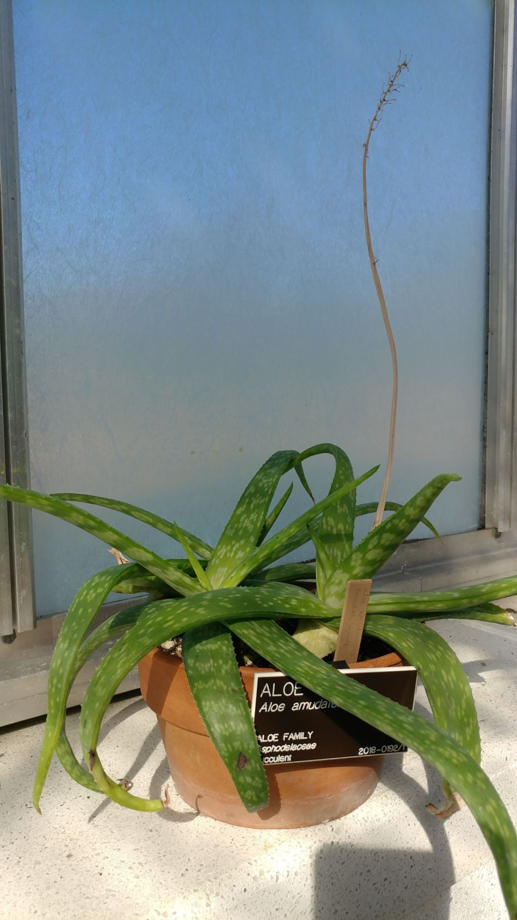 Aloe amudatensis - aloe