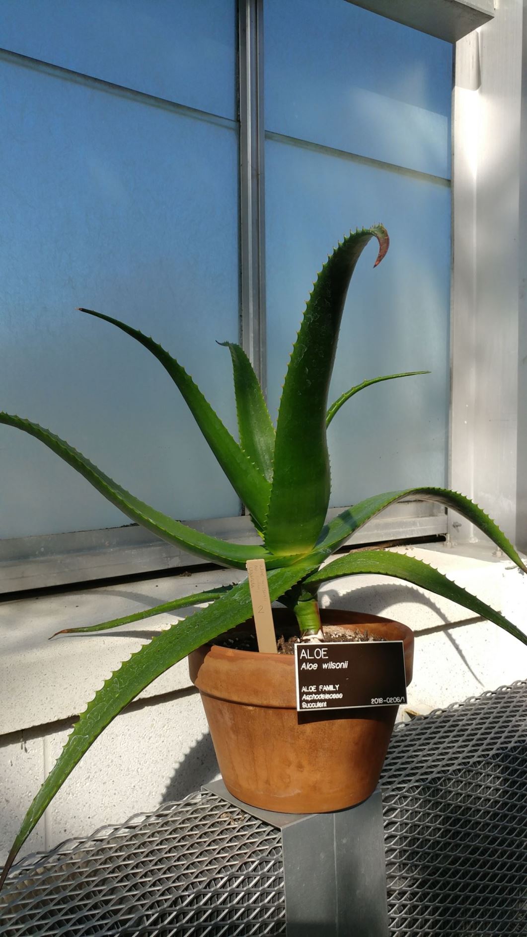 Aloe wilsonii - aloe