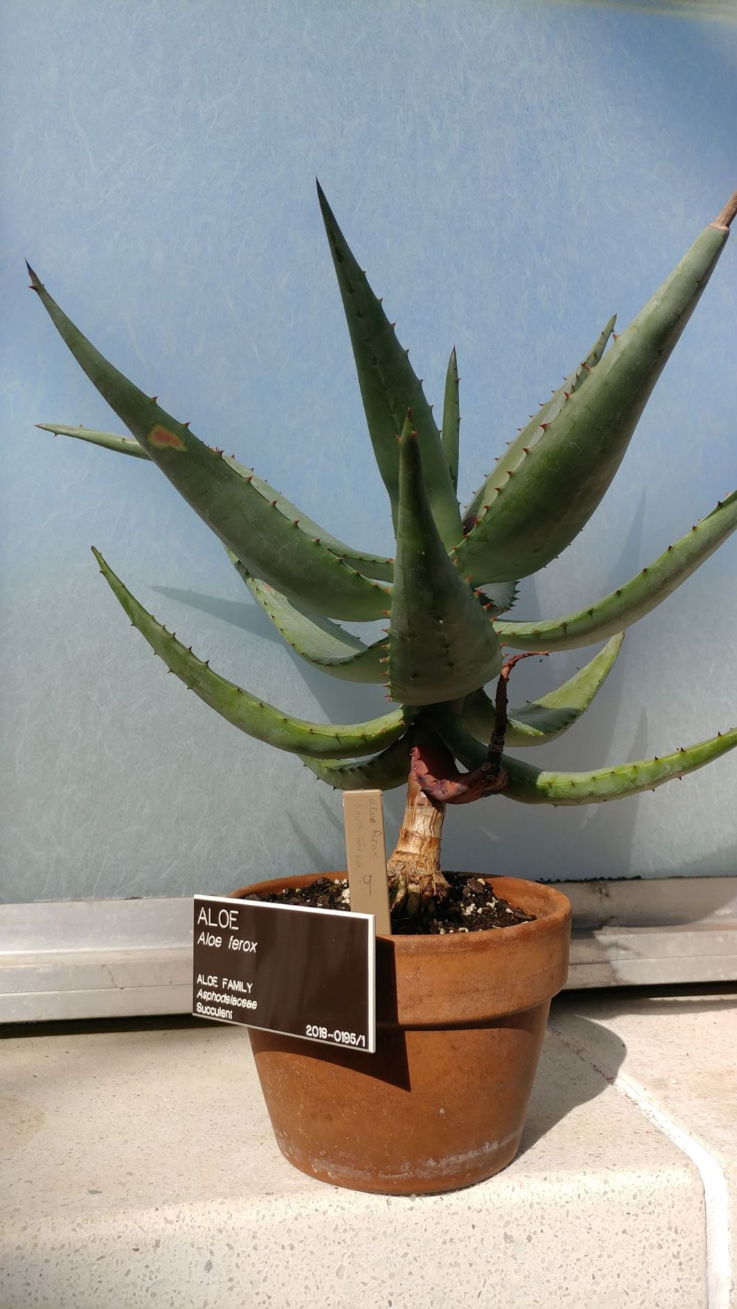 Aloe ferox - aloe
