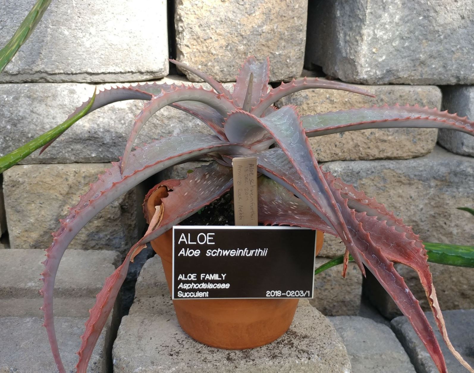 Aloe schweinfurthii - aloe