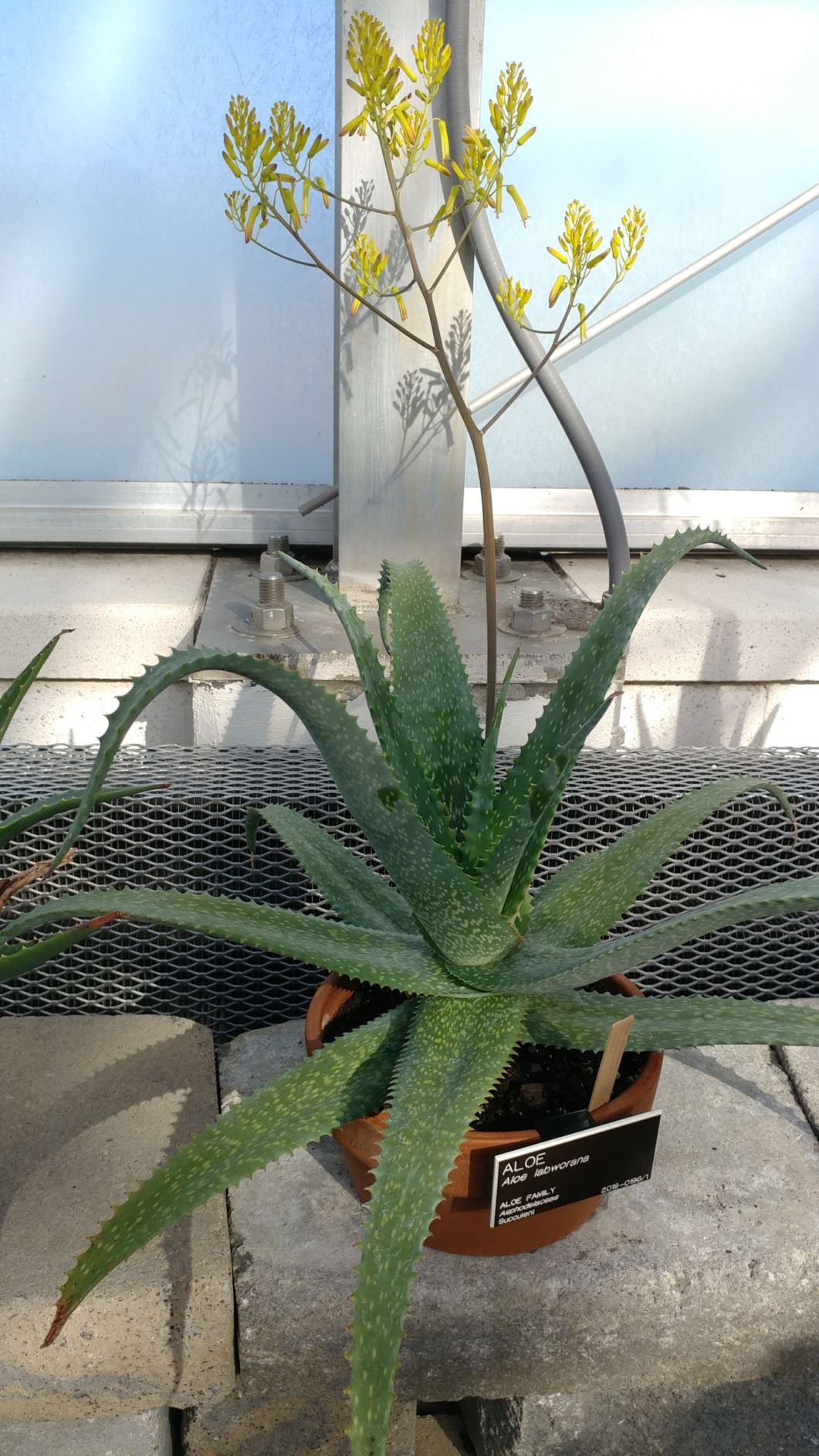 Aloe labworana - aloe