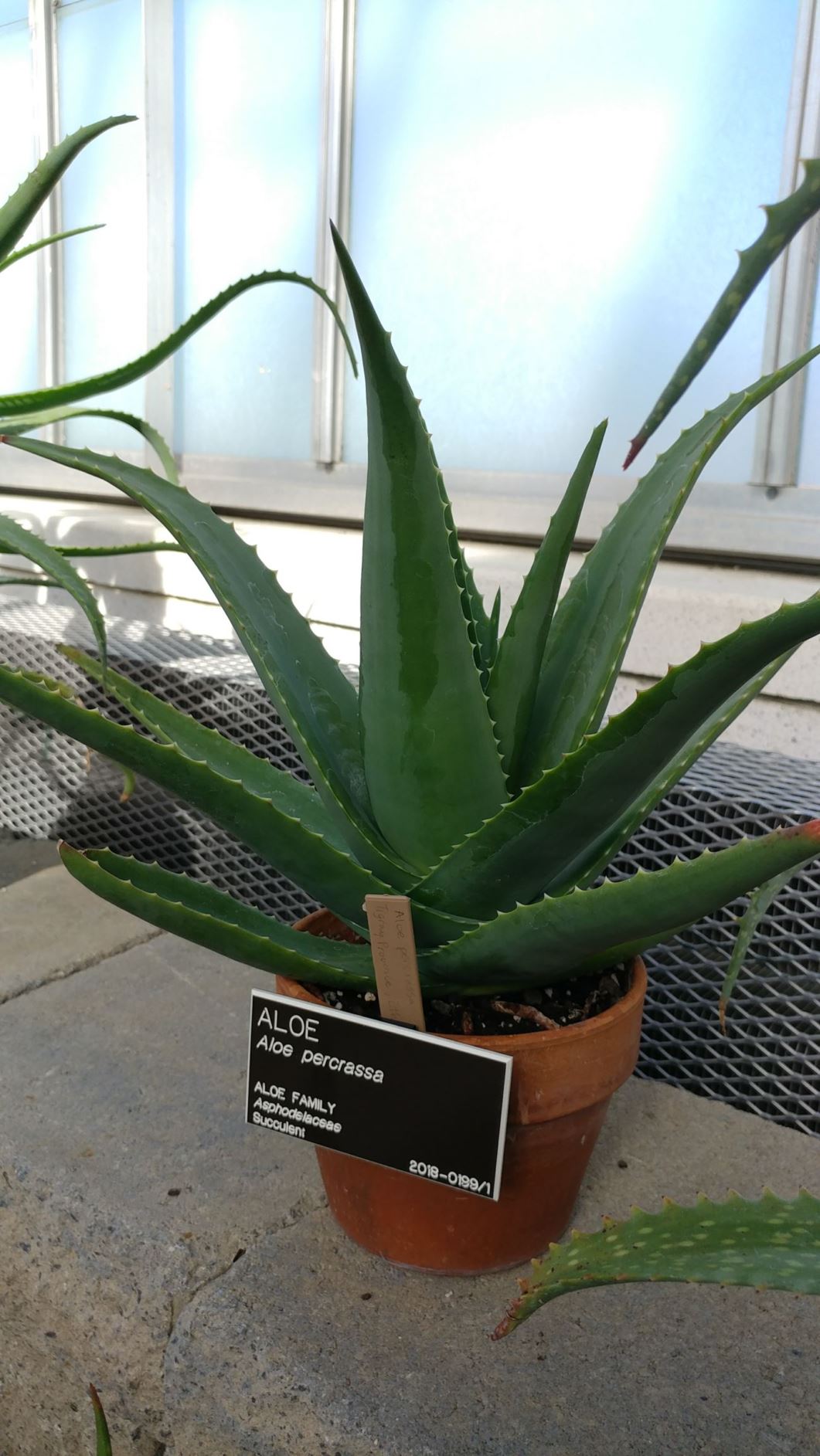 Aloe percrassa - aloe