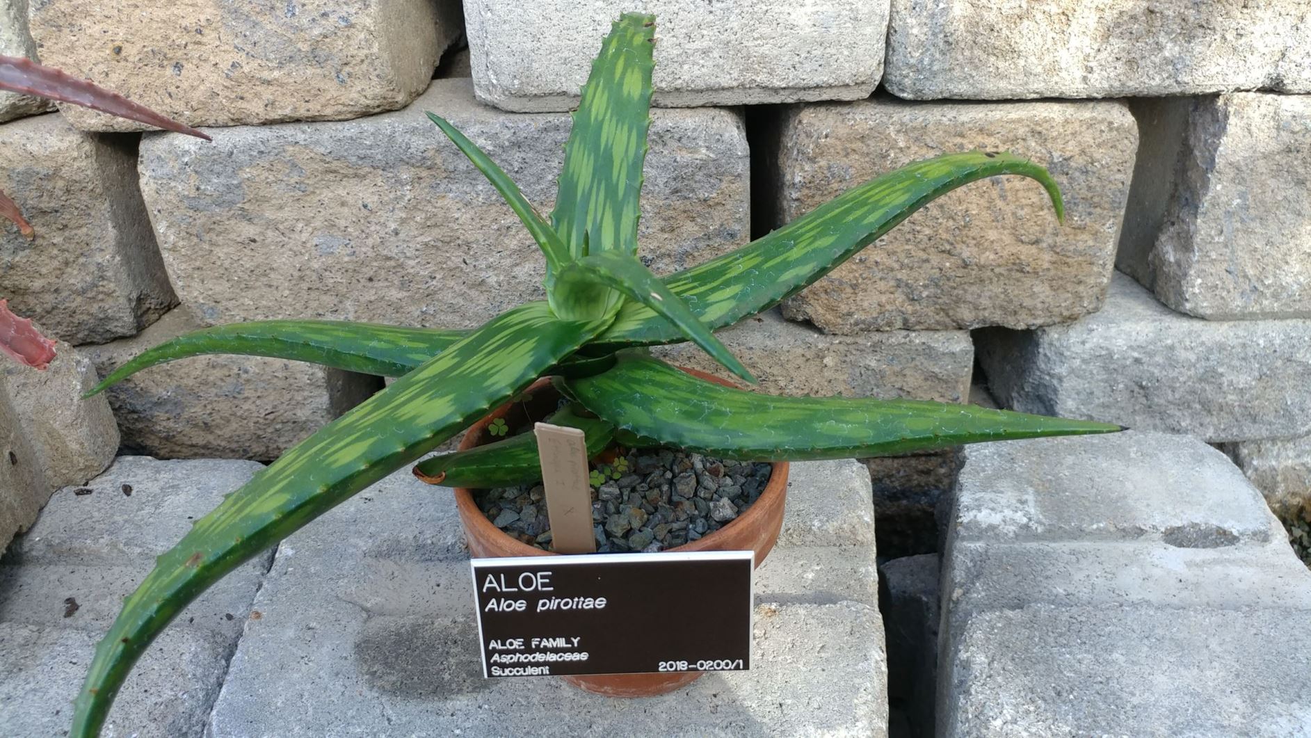 Aloe pirottae - aloe