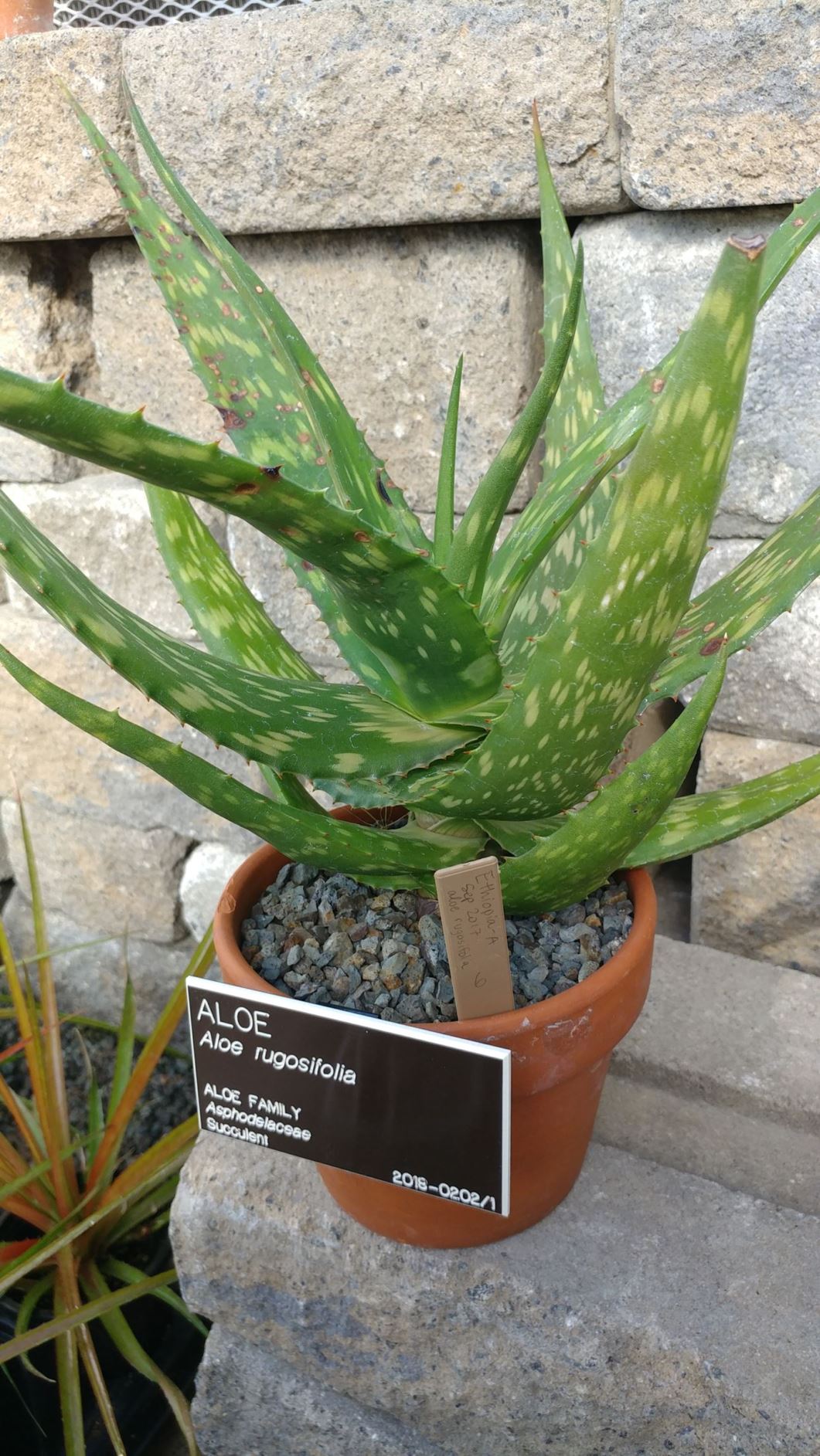 Aloe rugosifolia - aloe
