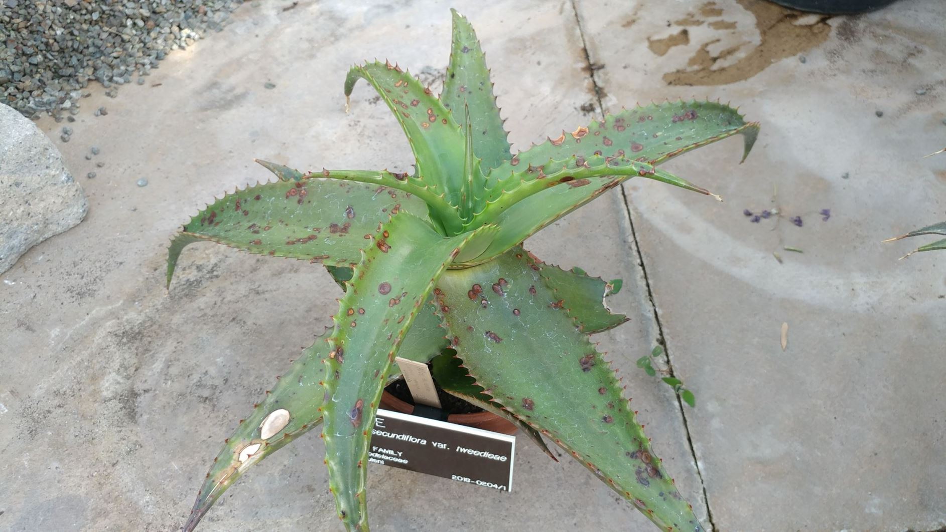 Aloe secundiflora var. tweedieae - aloe