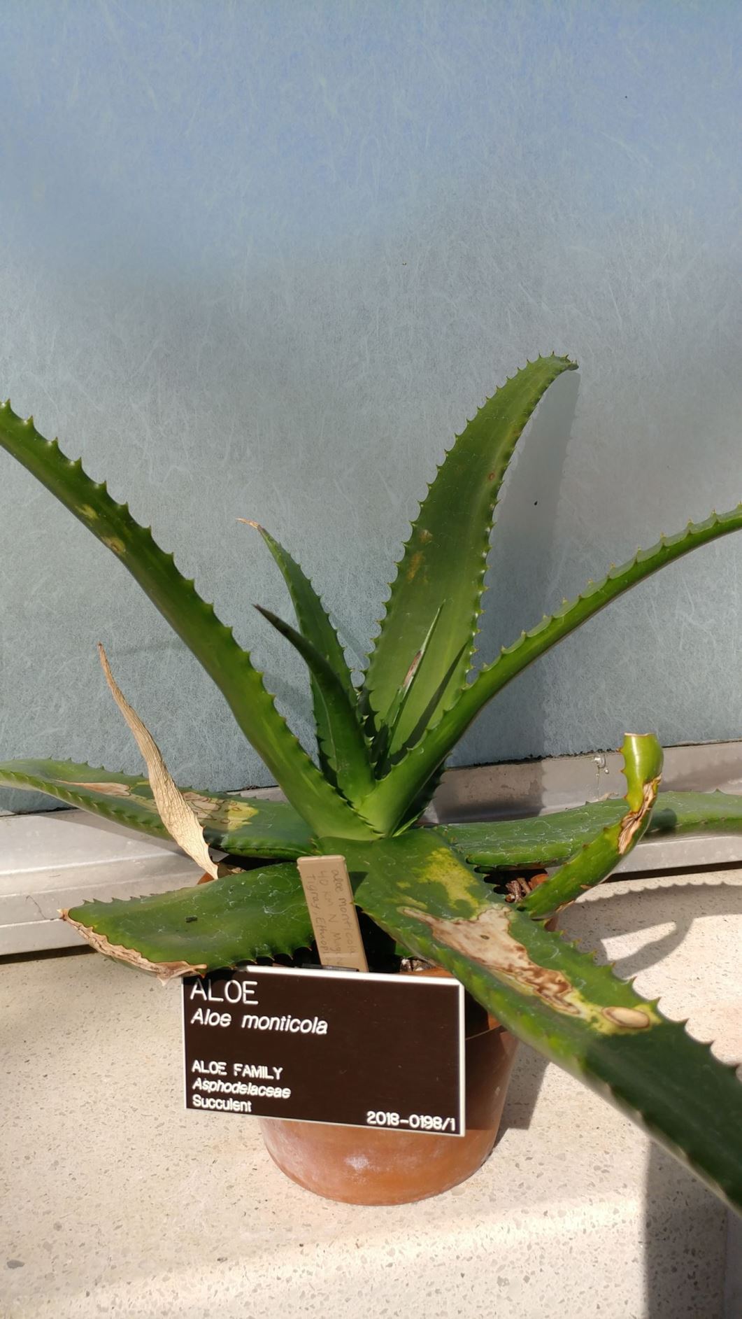 Aloe monticola - aloe