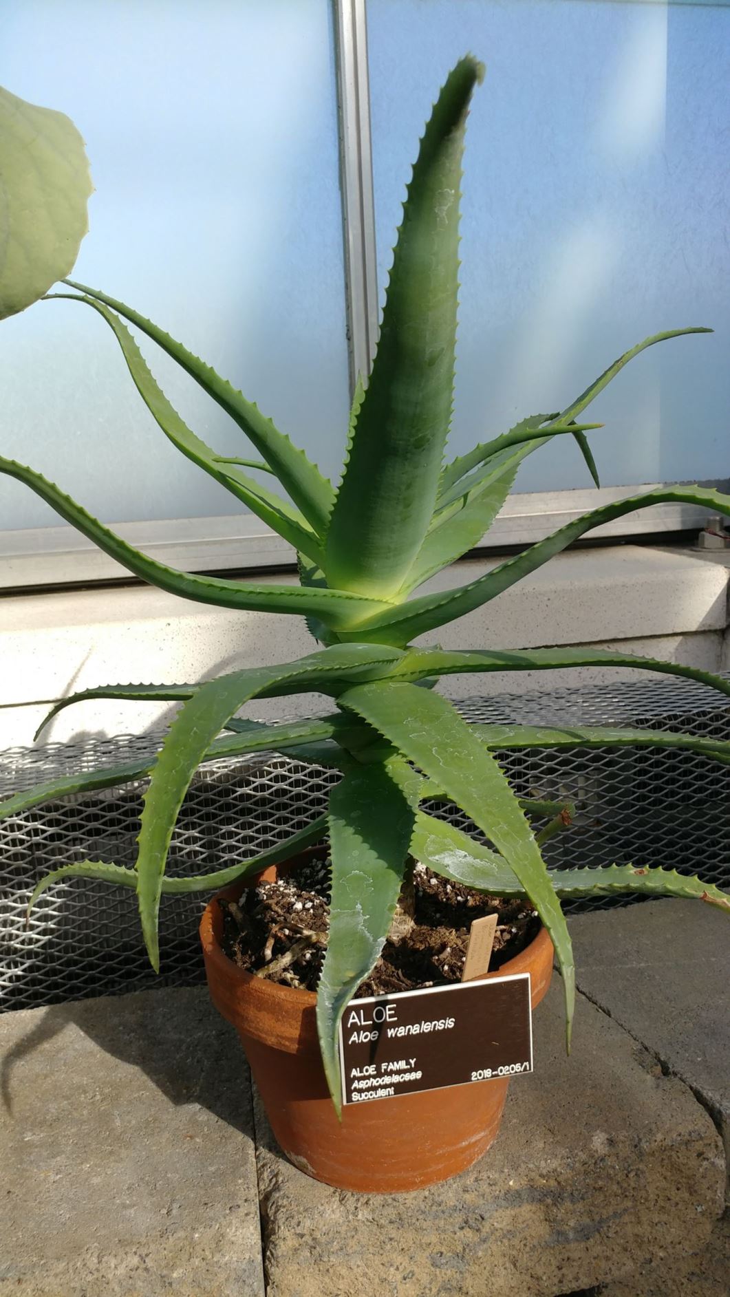 Aloe wanalensis - aloe