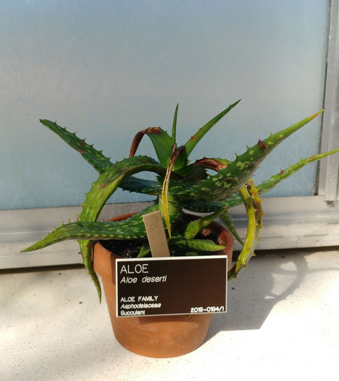 Aloe deserti - aloe