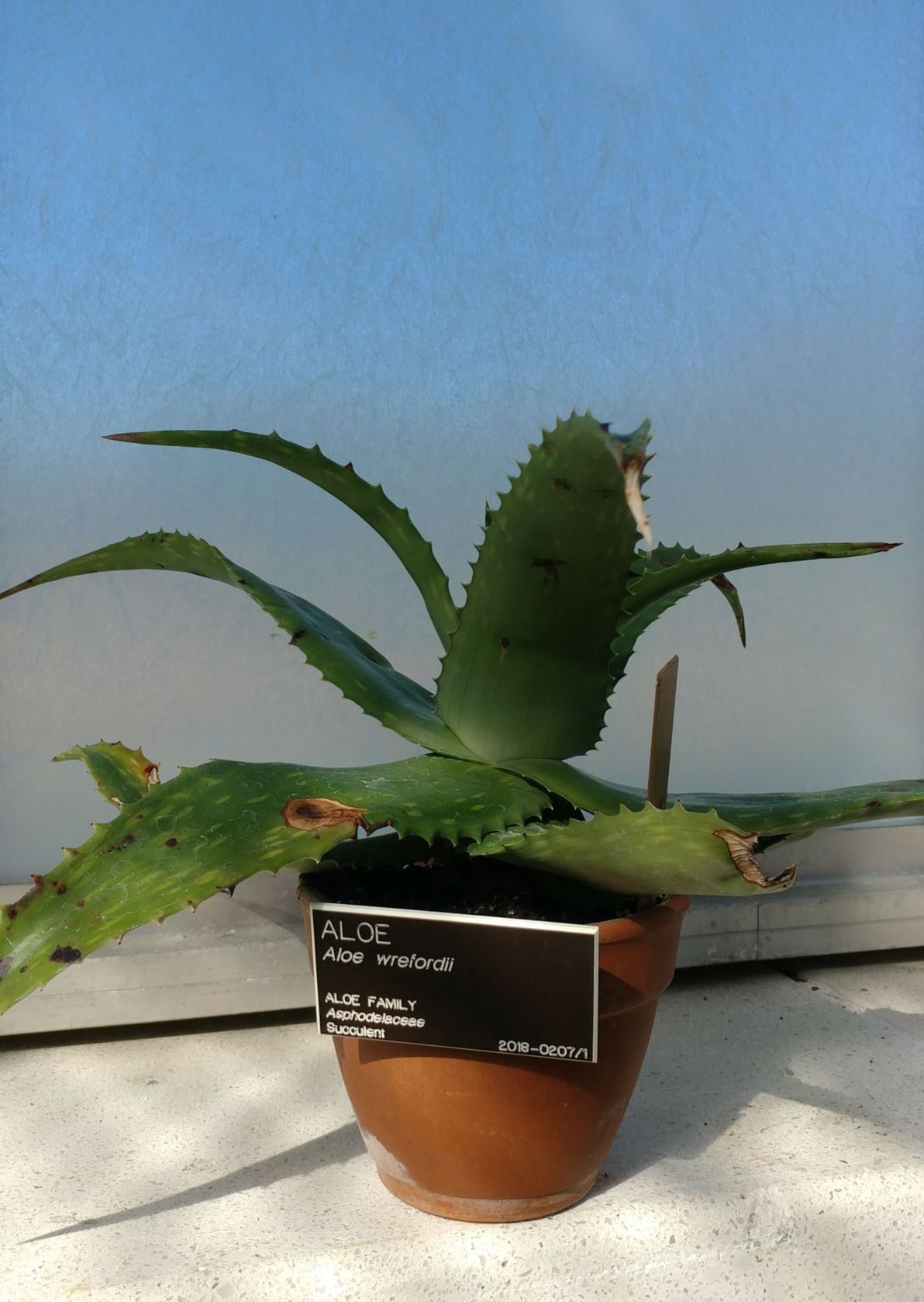 Aloe wrefordii - aloe