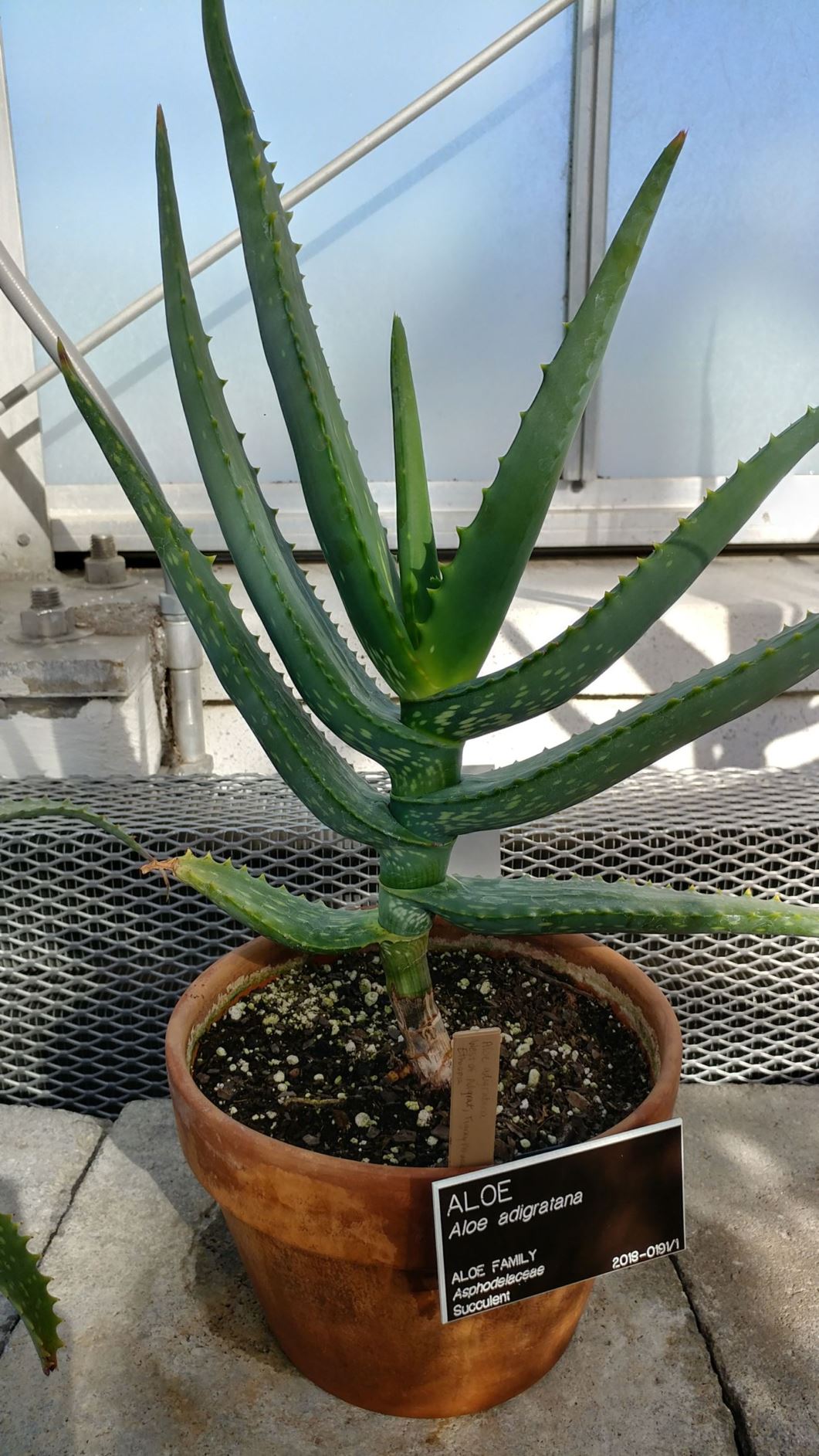 Aloe adigratana - aloe
