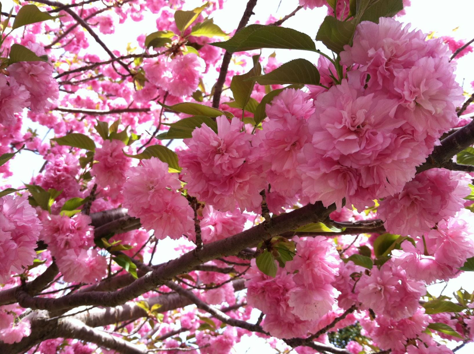 Prunus 'Kanzan' - Japanese flowering cherry, Japanese flowering cherry