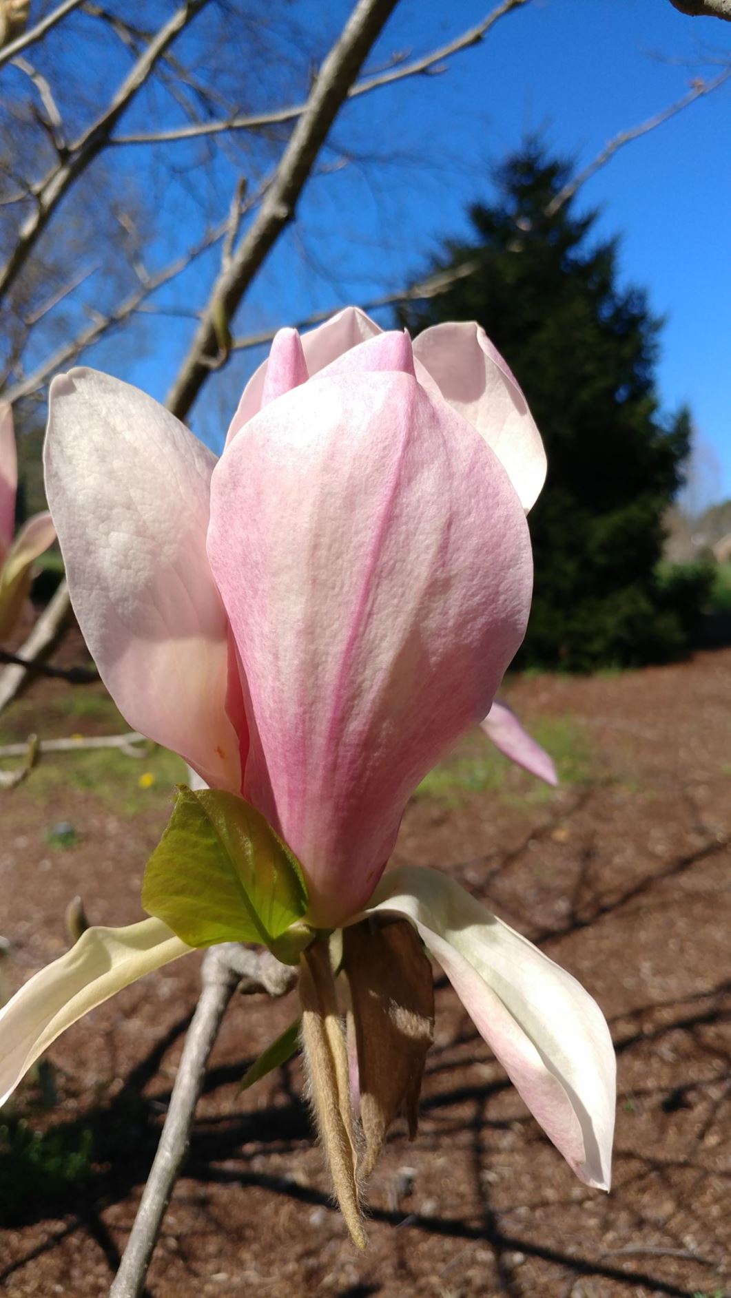 Magnolia 'Ivory Jewel' - hybrid magnolia