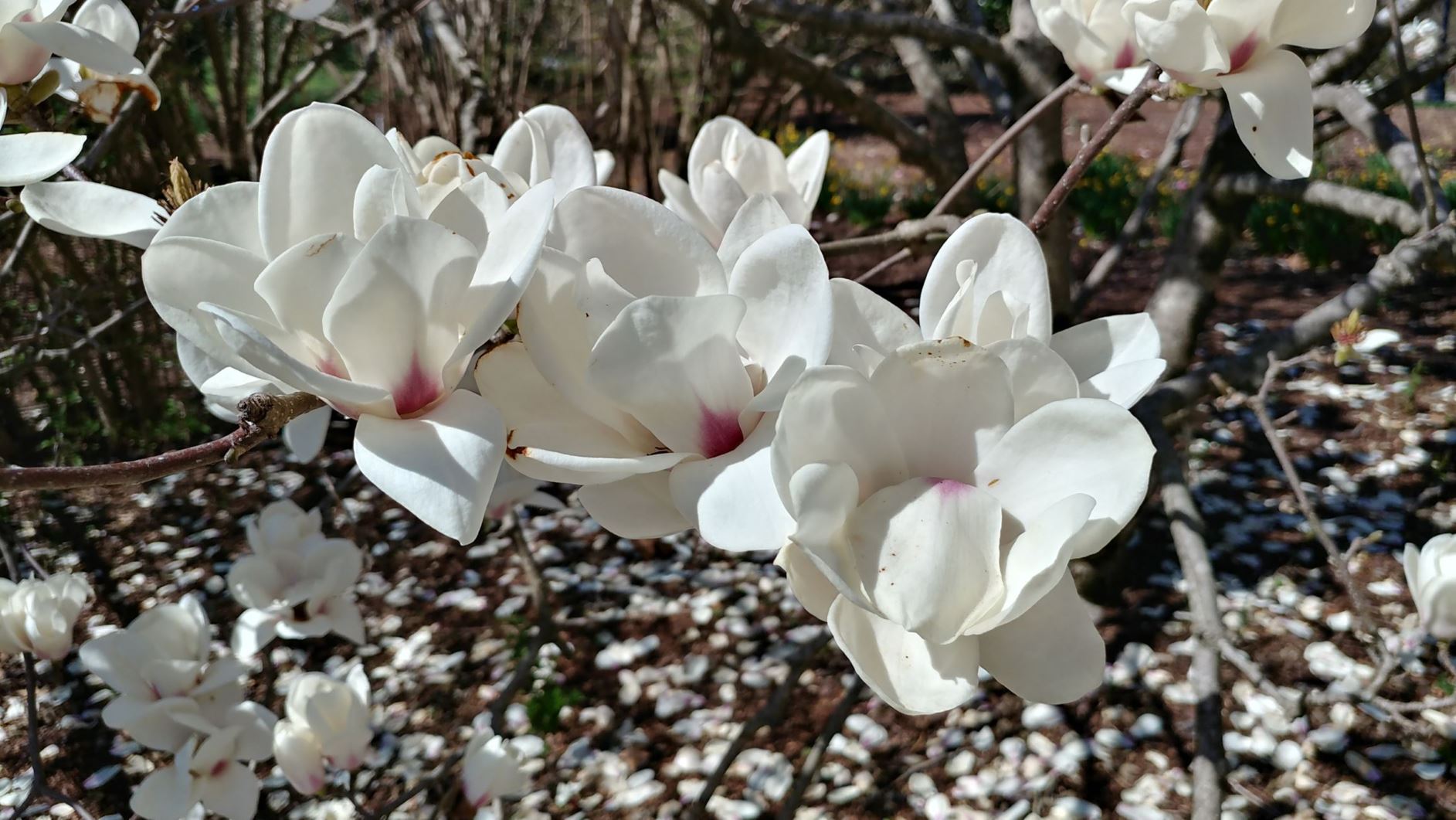 Magnolia ×soulangeana 'Lennei Alba' - saucer magnolia