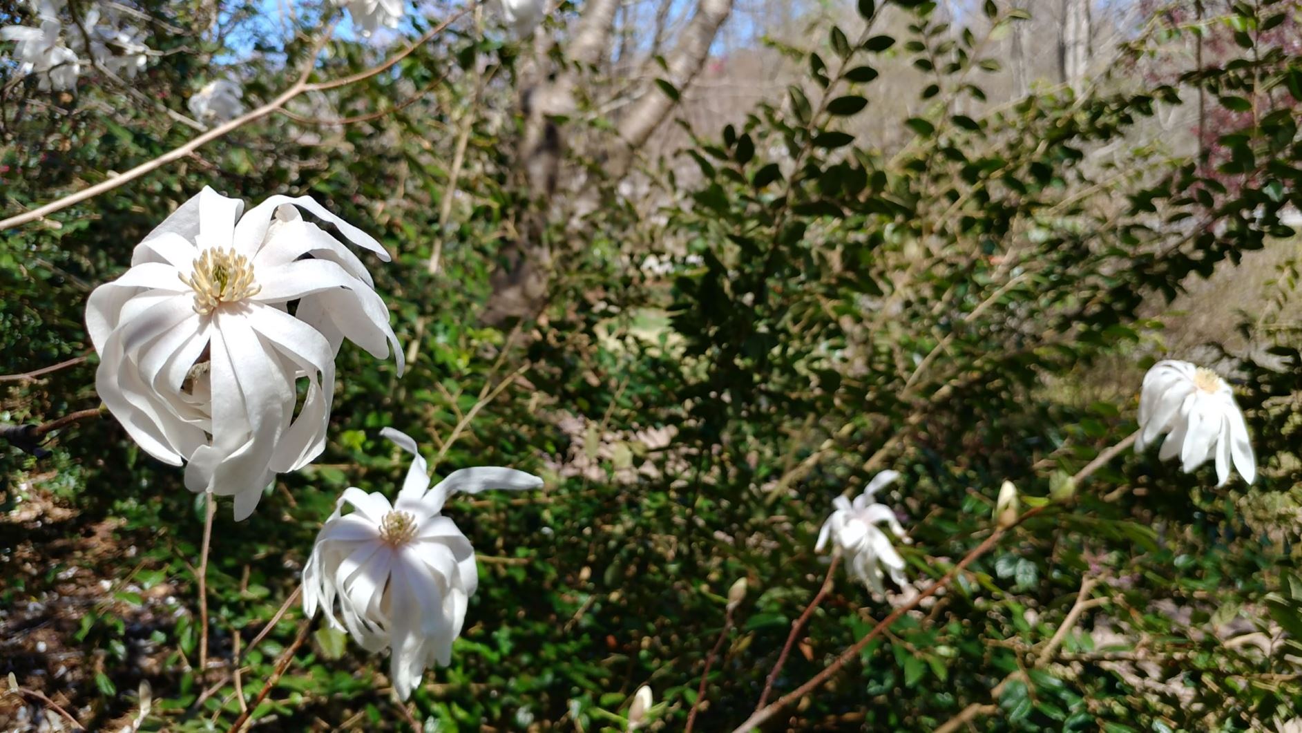 Magnolia stellata - star magnolia