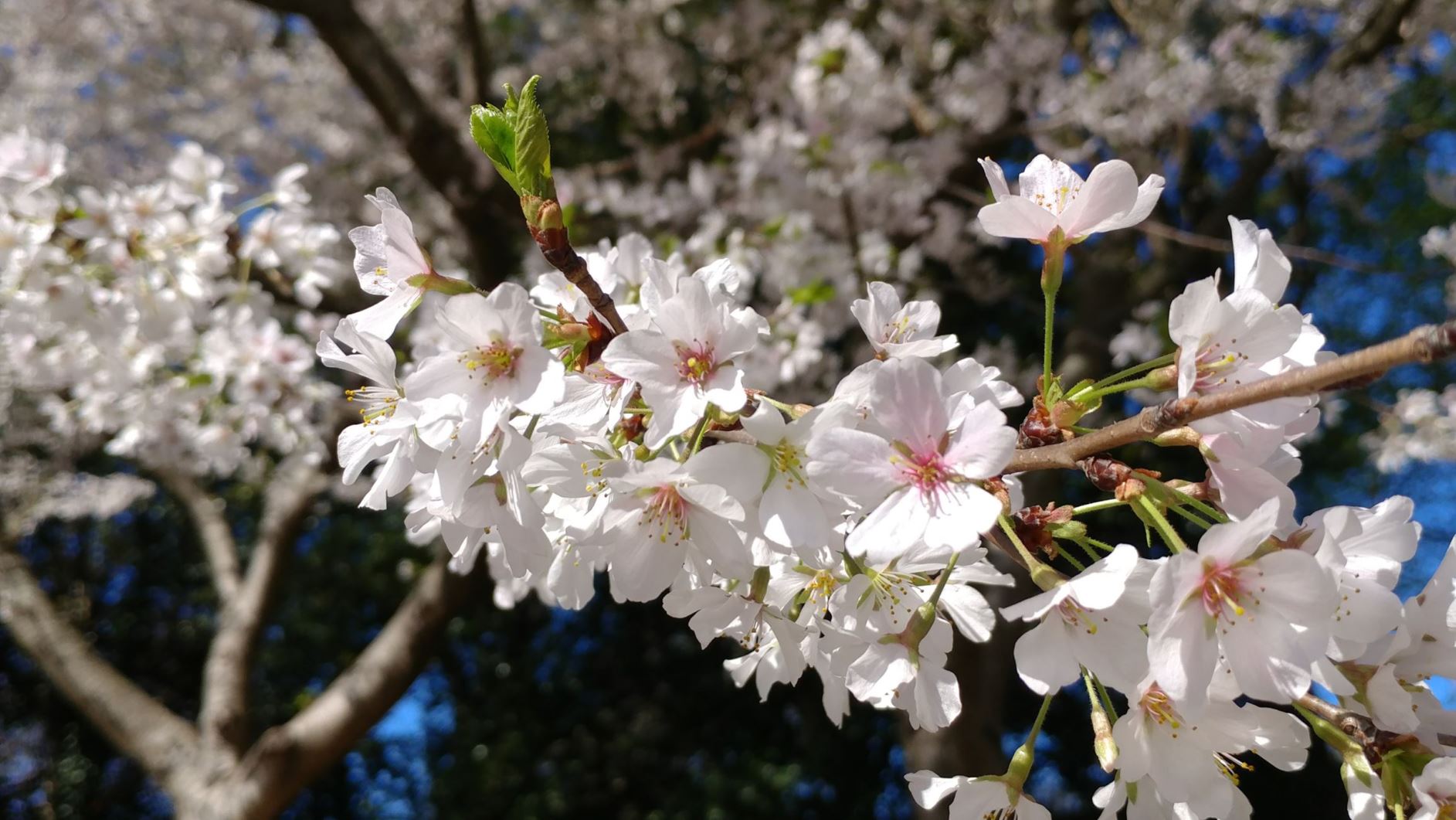 Prunus × yedoensis - Yoshino cherry