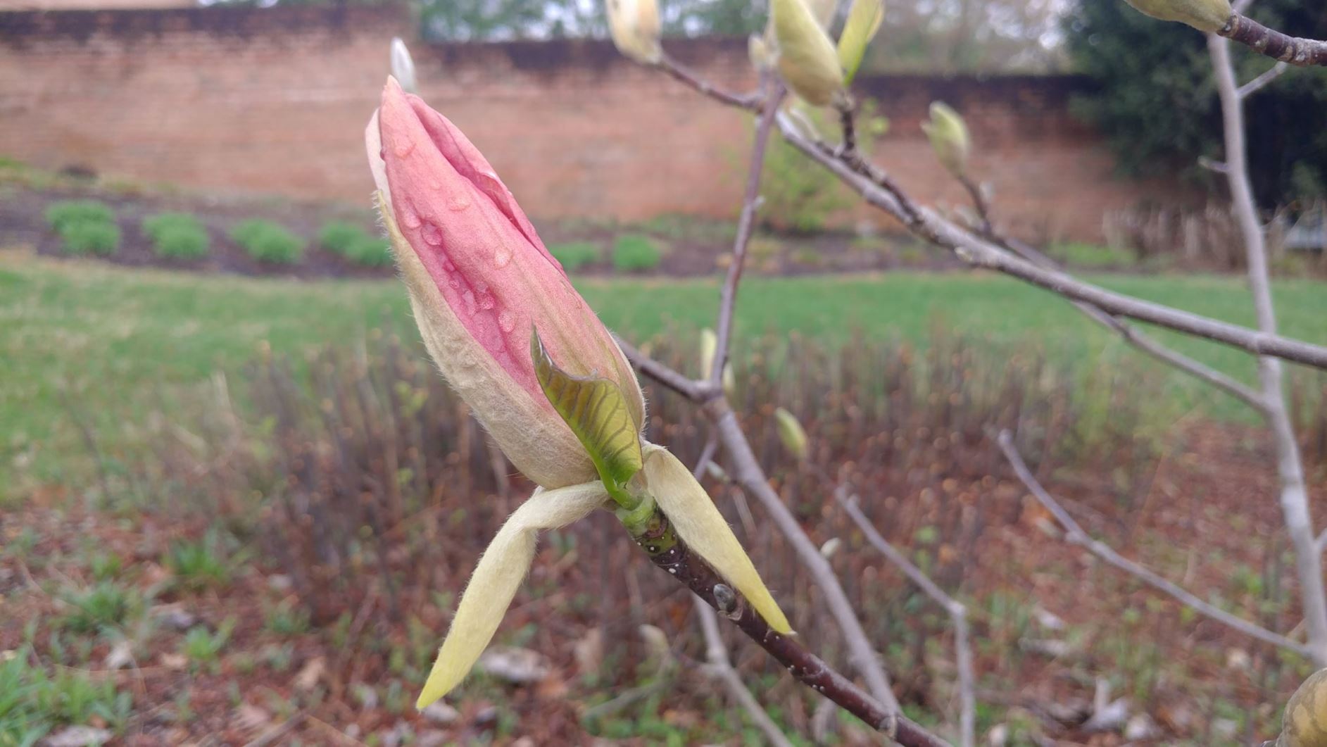 Magnolia 'Daybreak' - hybrid magnolia, magnolia