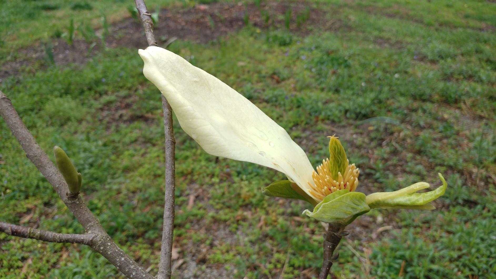 Magnolia 'Goldfinch' - magnolia