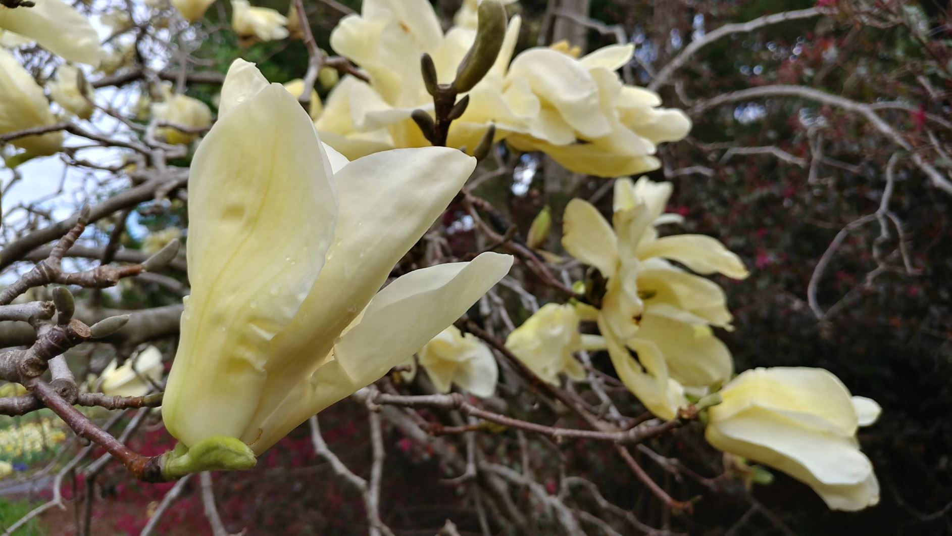 Magnolia 'Sundance' - Hybrid Magnolia