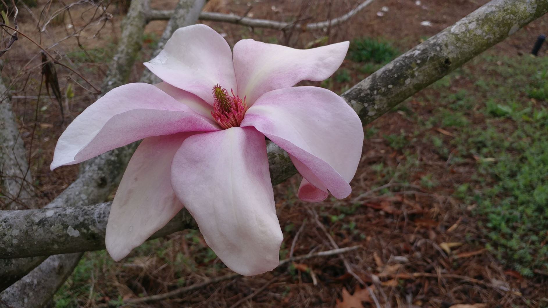 Magnolia 'Gorgeous' - hybrid magnolia