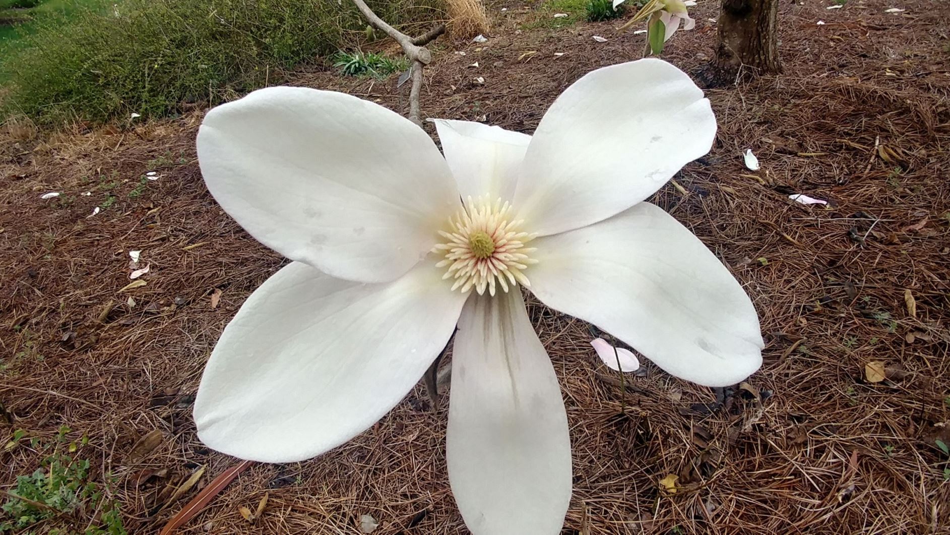 Magnolia 'Luscious' - hybrid magnolia