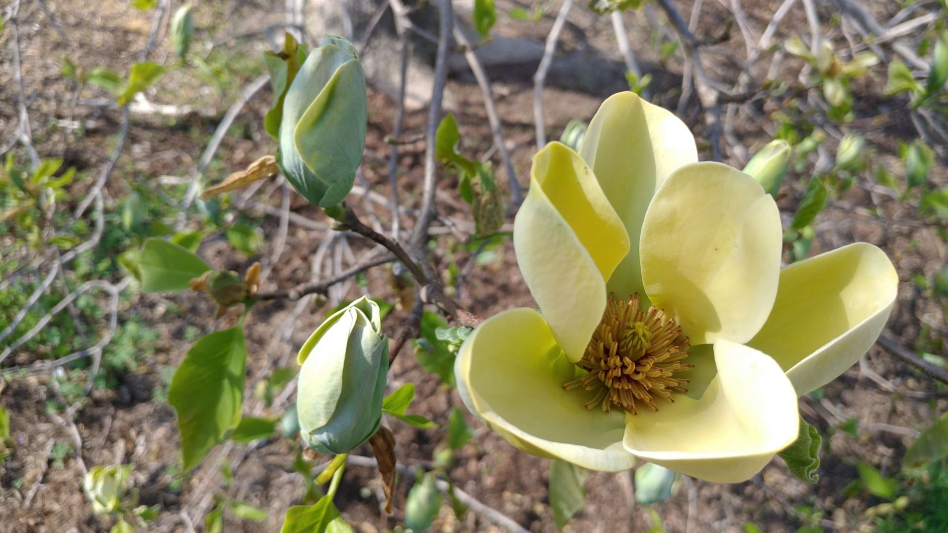 Magnolia 'Shipmast' - hybrid magnolia