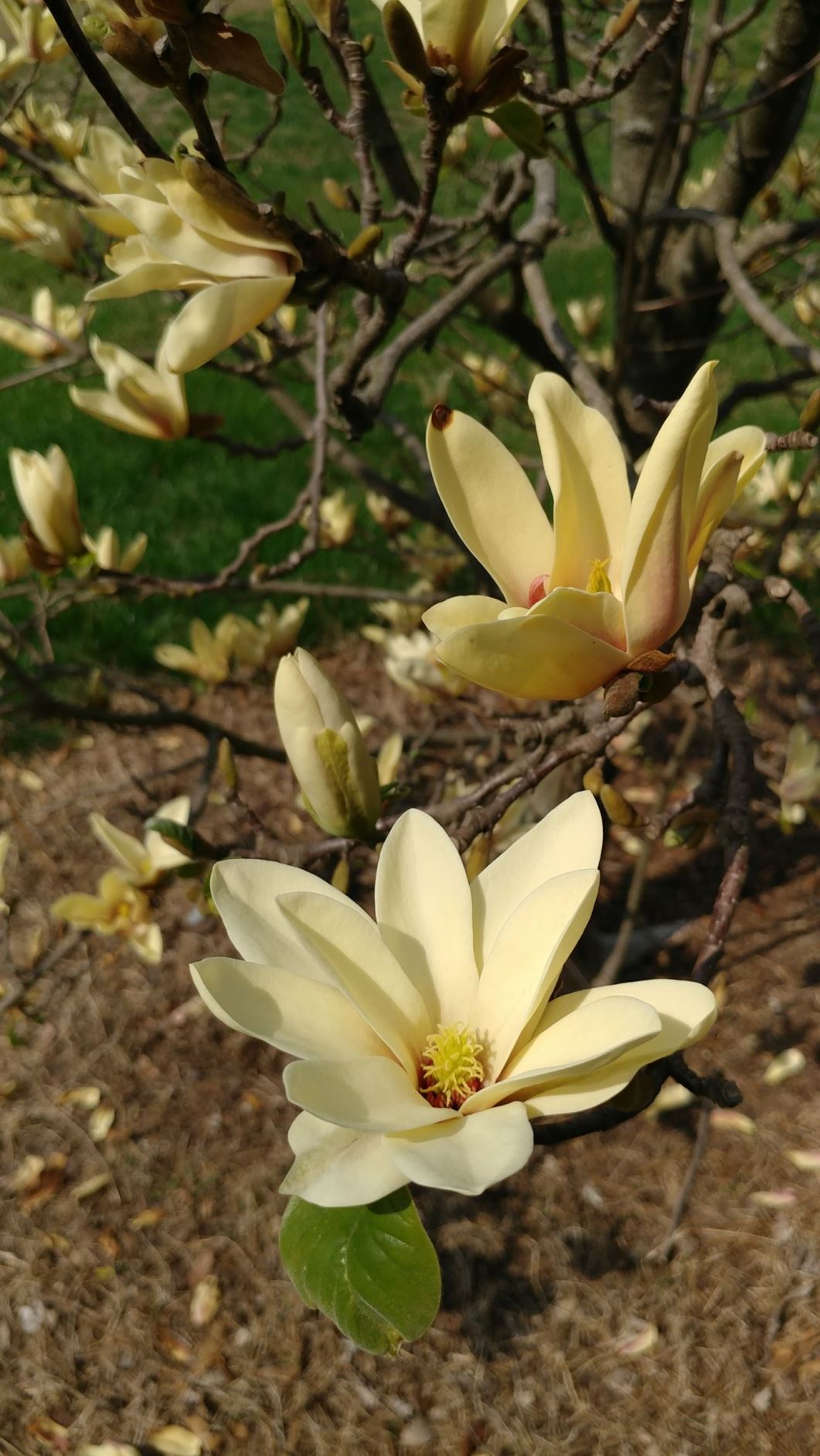 Magnolia 'Lemonade' - hybrid magnolia