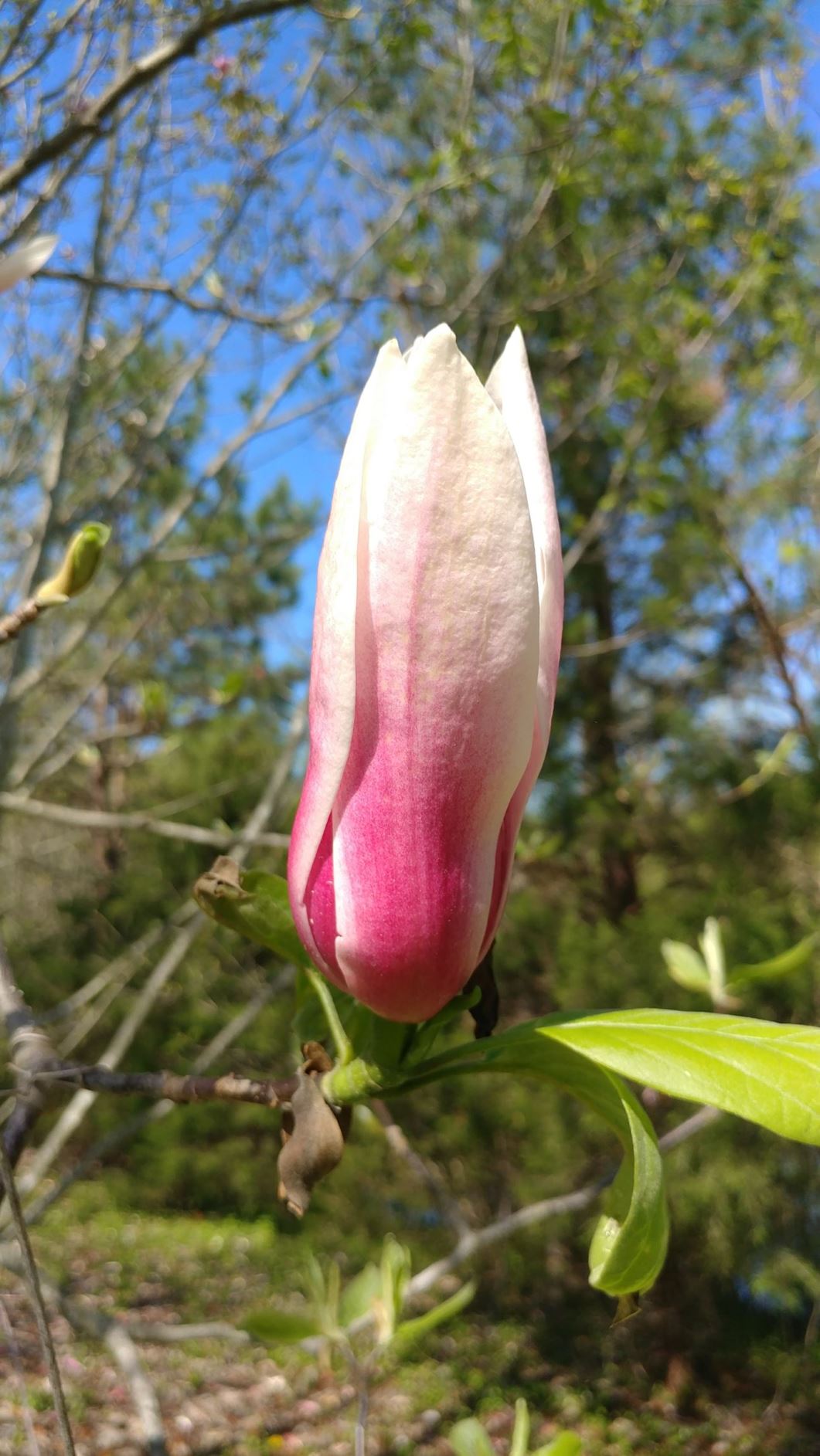 Magnolia 'Big Dude' × M. 'Red Baron' - magnolia