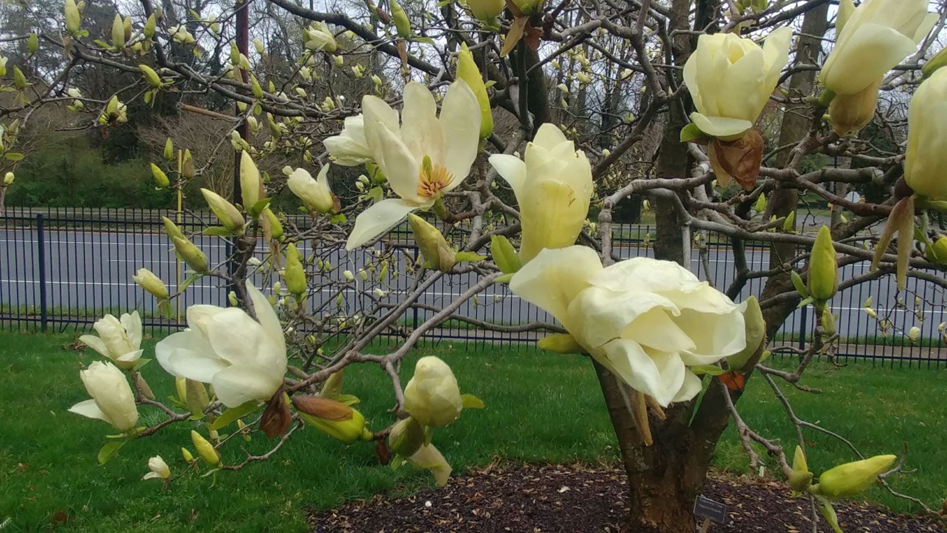 Magnolia 'Elizabeth' - cucumber tree, magnolia