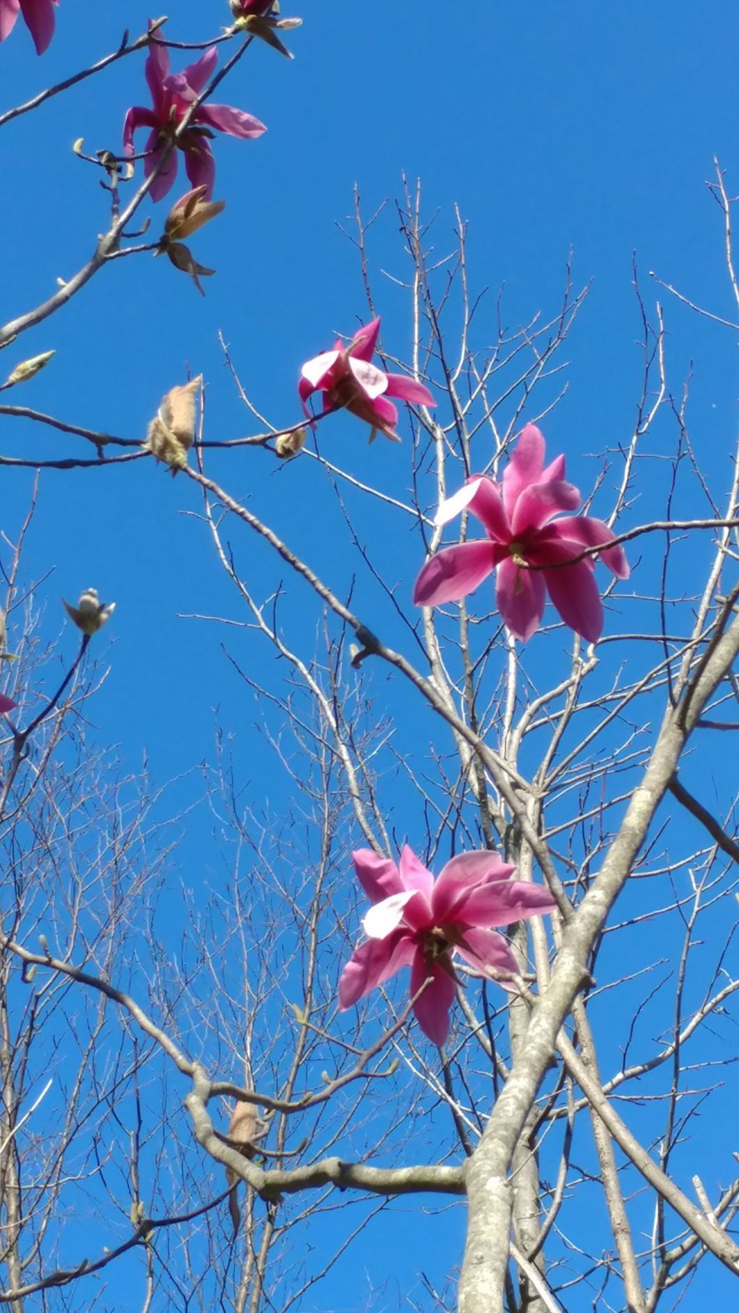 Magnolia 'First Love' × M. 'Eric Savill' - magnolia