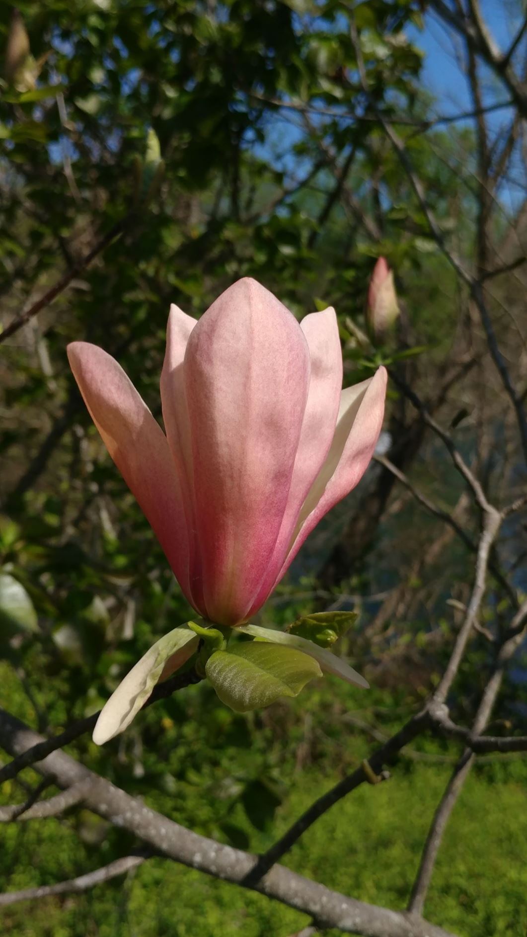 Magnolia ('First Love' × 'Rose Marie') × (C×E) - hybrid magnolia
