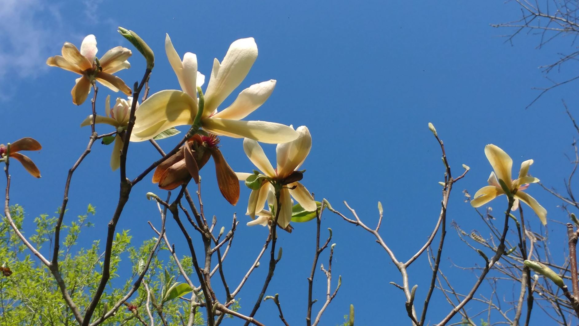 Magnolia ('Red Baron' × 'Rose Marie') × M. 'Athene' - hybrid magnolia