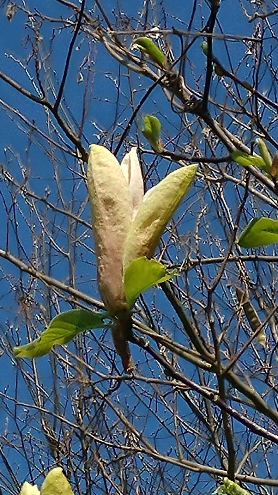 Magnolia ('First Love' × 'Rose Marie') × M. 'Sunsation' - hybrid magnolia