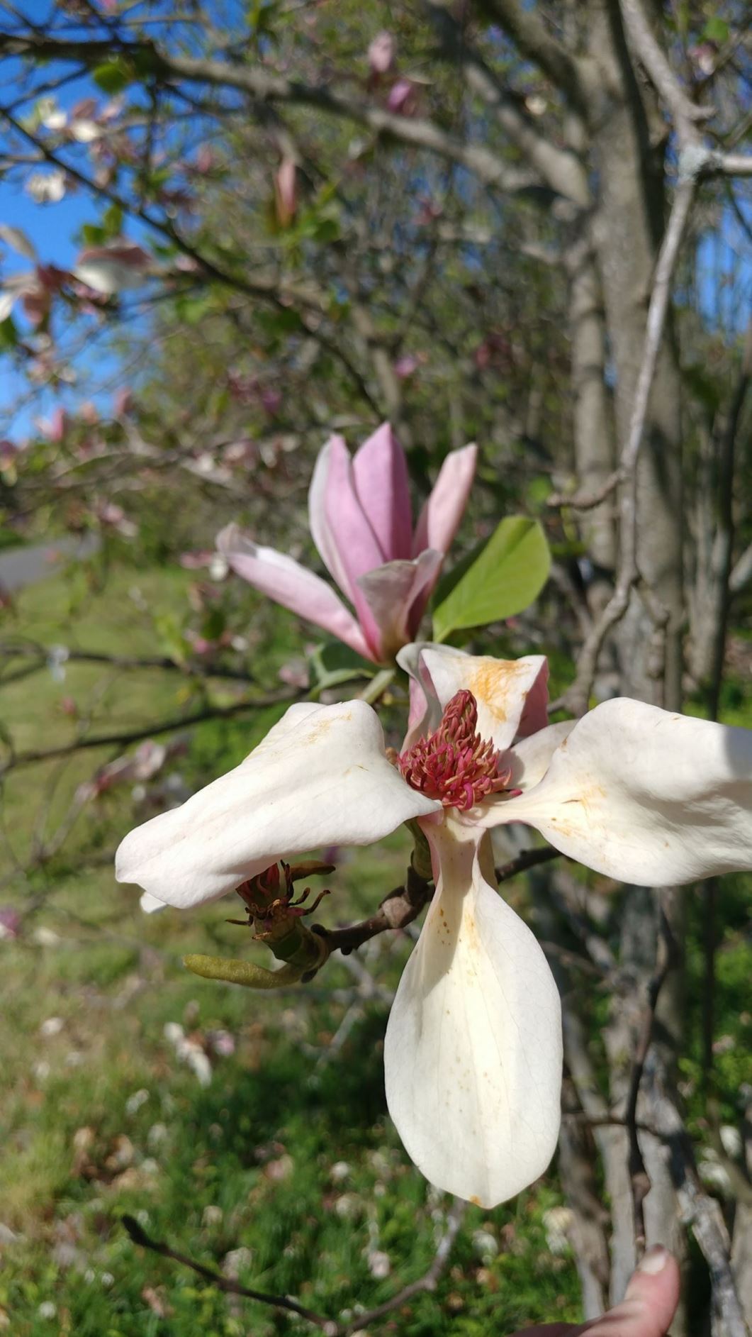 Magnolia acuminata var. subcordata 'Miss Honeybee' × M. 'March til Frost' - hybrid magnolia