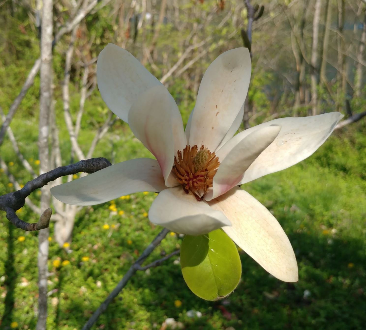 Magnolia ×brooklynensis 'Woodsman' × M. 'Athene' - hybrid magnolia