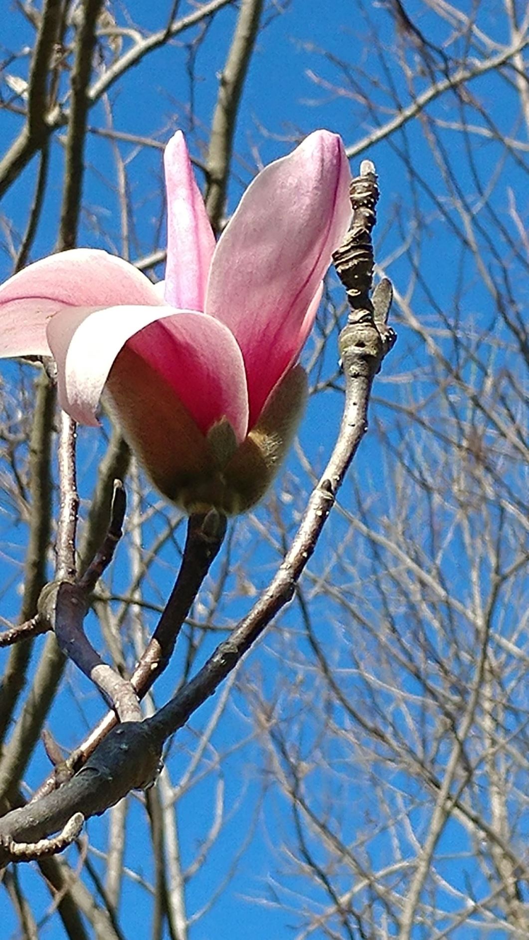 Magnolia 'Athene' × M. 'Eskimo' - hybrid magnolia