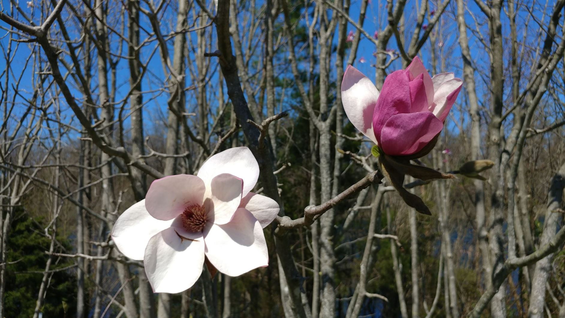 Magnolia 'Pink Delight' × M. 'Gorgeous' - hybrid magnolia