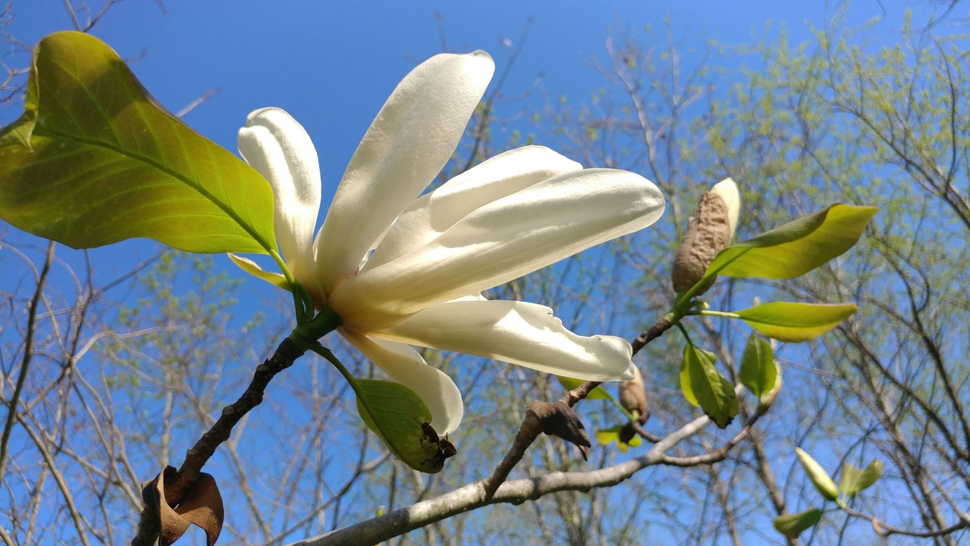 Magnolia 'Athene' × M. 'Sunsation' - magnolia hybrid
