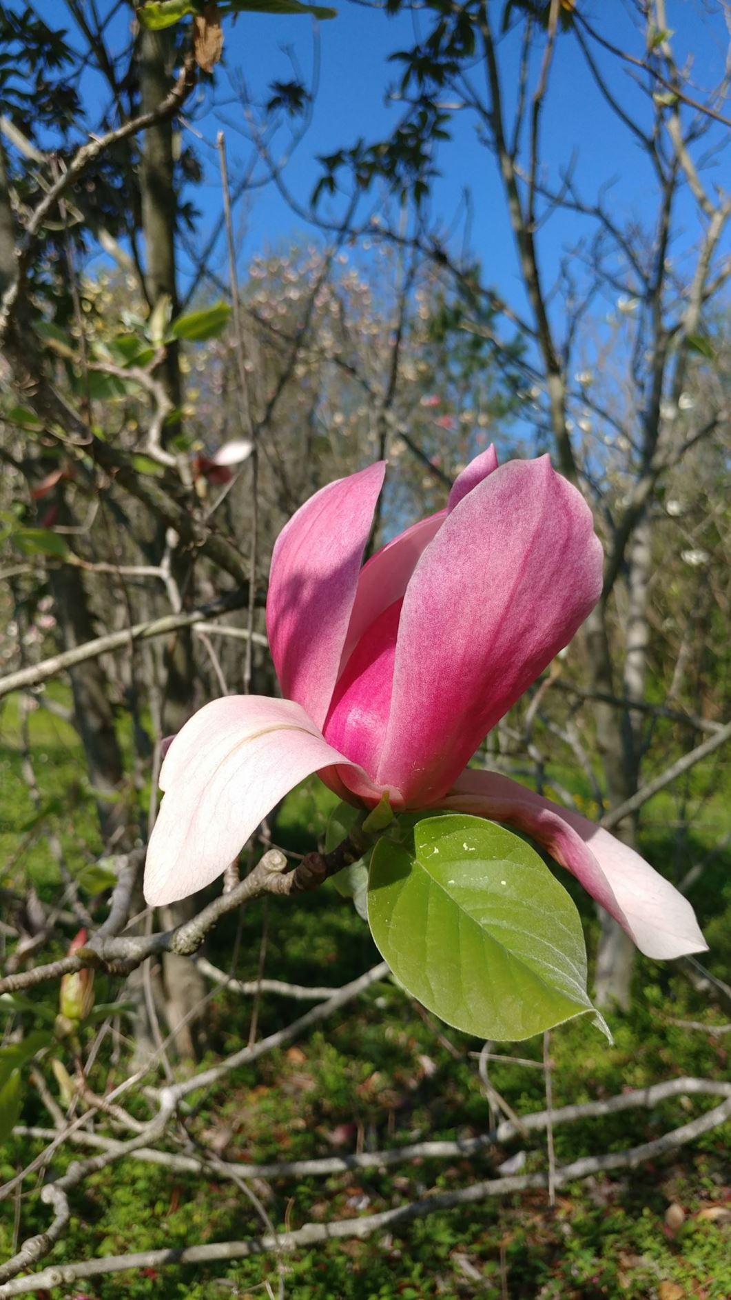 Magnolia 'Red Baron' × M. 'Rose Marie' - hybrid magnolia, hybrid magnolia