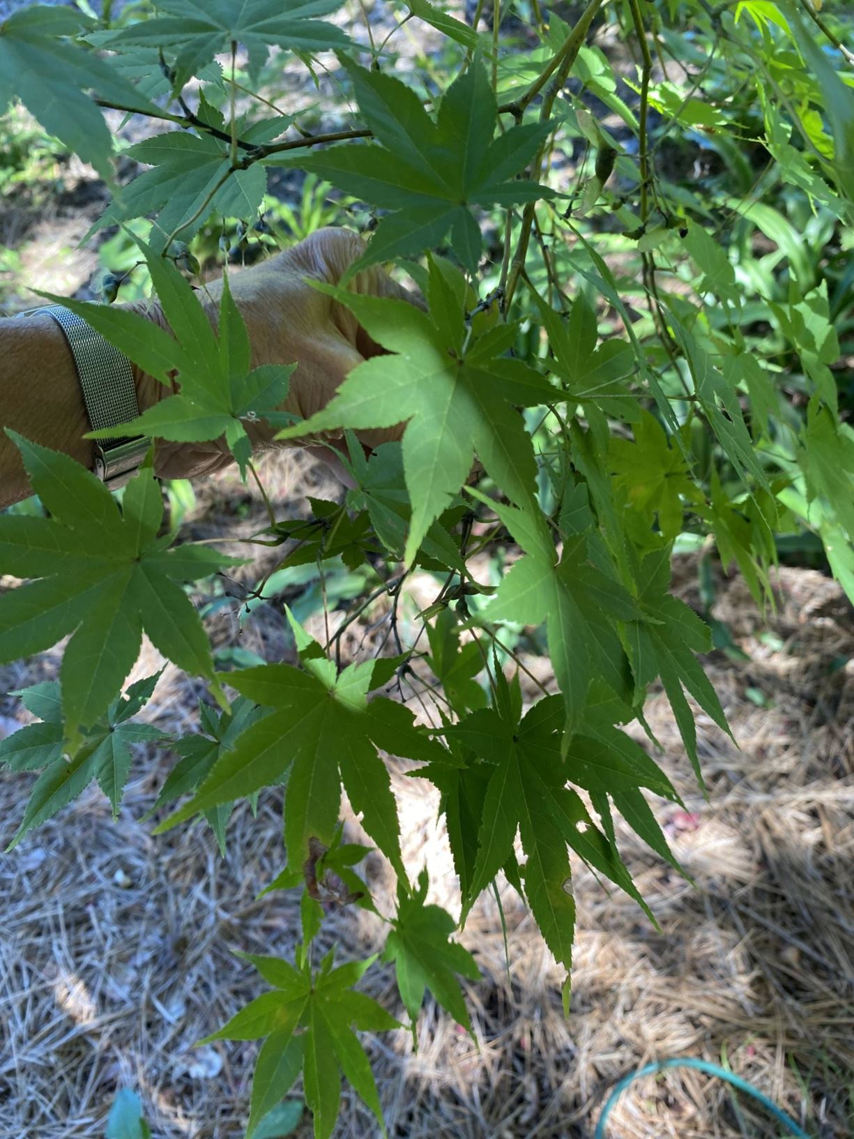 Acer palmatum 'Kagero' - Japanese maple