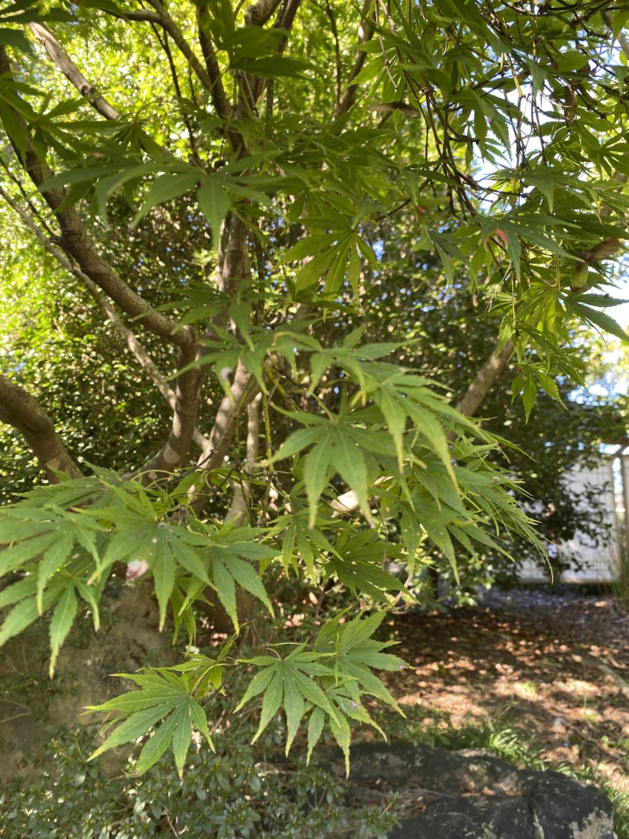 Acer palmatum 'Omurayama' - Japanese maple
