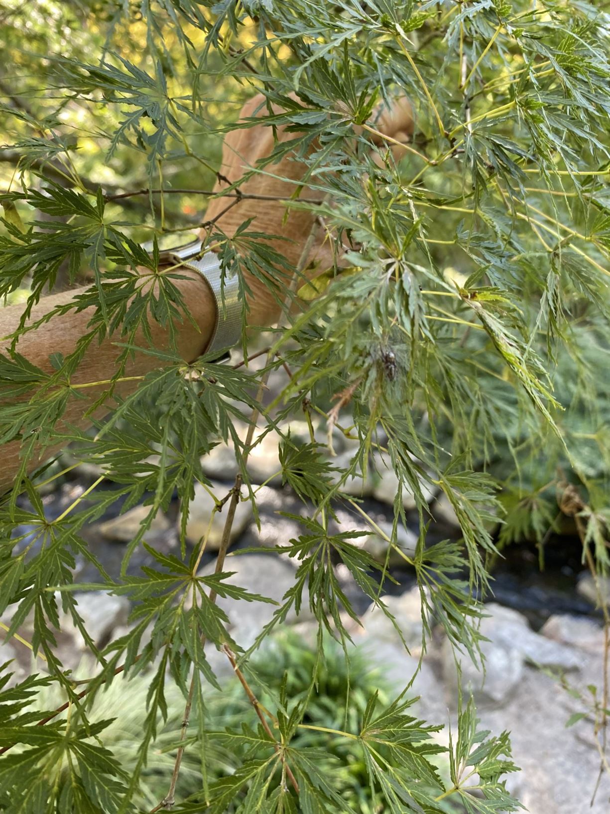 Acer palmatum 'Seiryu' - japanese maple, lace-leaf japanese maple