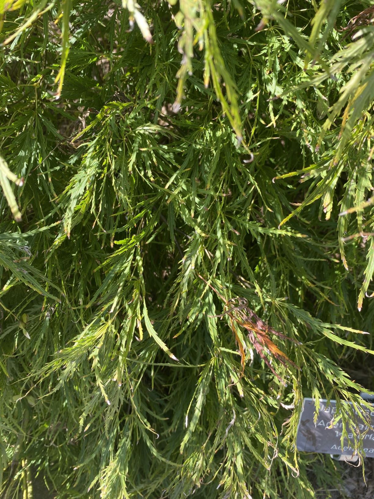 Acer palmatum 'Waterfall' - Japanese maple