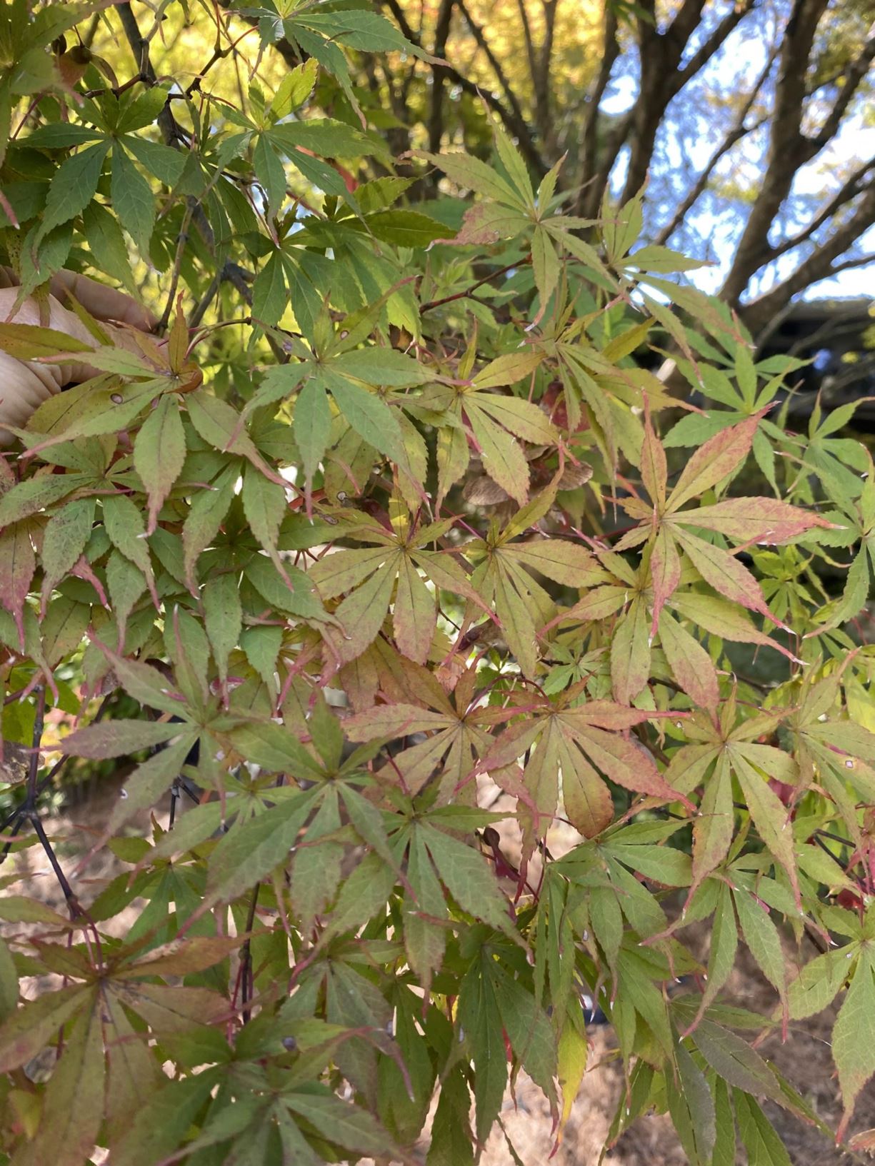 Acer palmatum 'Suminagashi' - Japanese maple