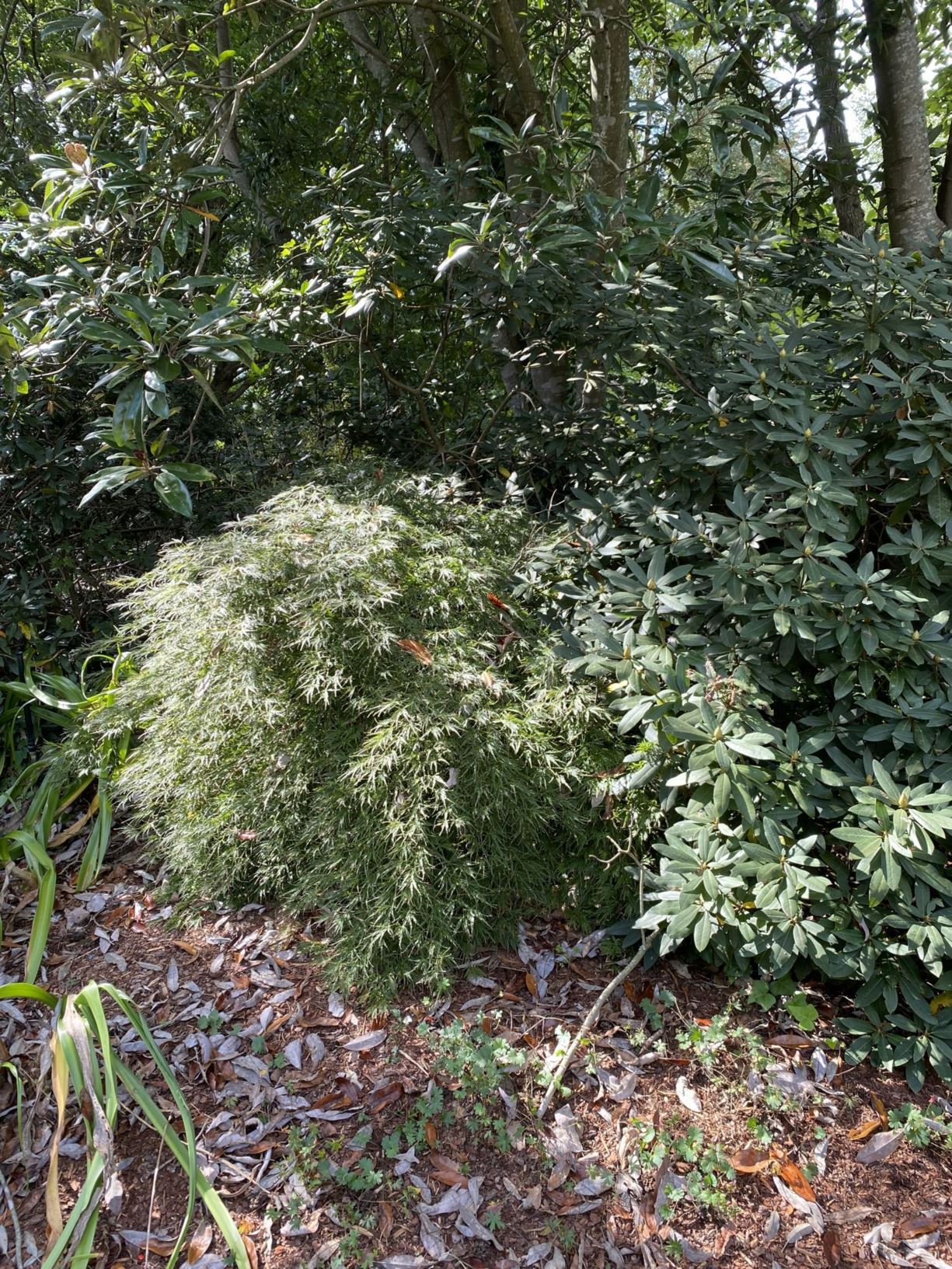 Acer palmatum 'Pendulum Julian' - Japanese maple