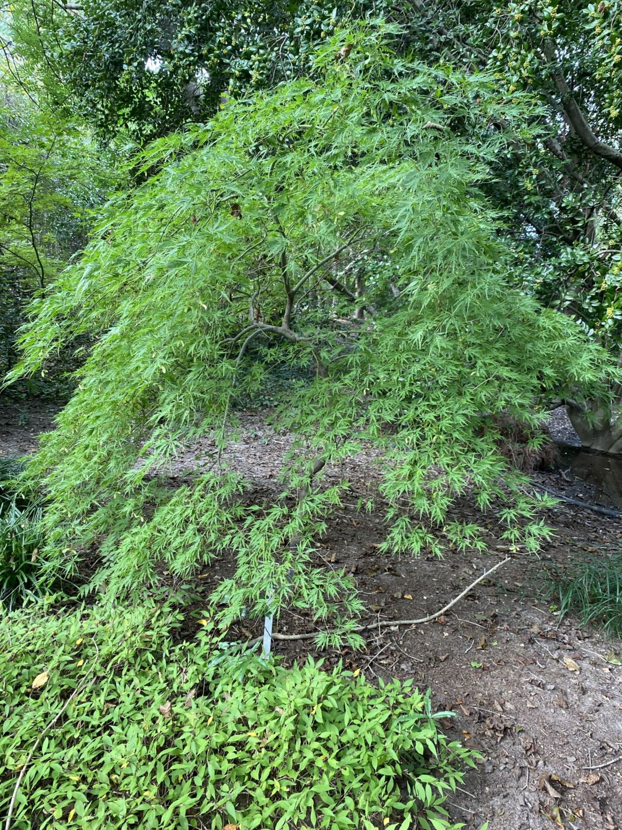 Acer palmatum 'Germaine's Gyration' - Japanese maple